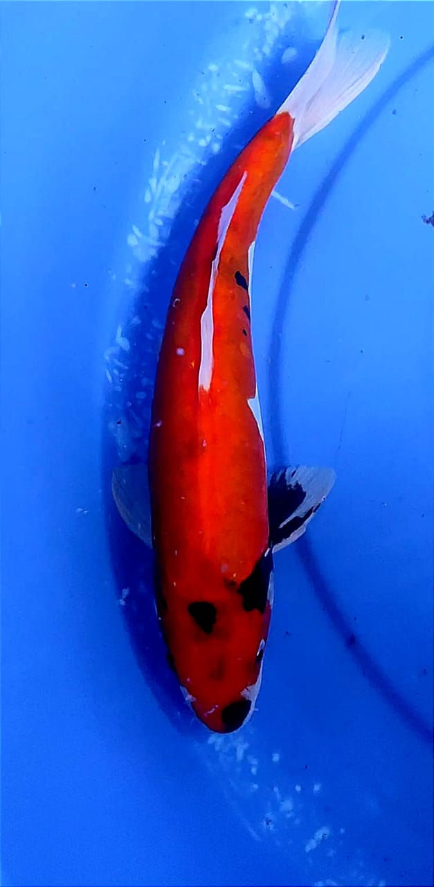 Lelang Koi Online, Jual Beli Ikan Koi, Pusat Jual Beli Koi, Info Lelang Koi Hari Ini, Platform Jual Beli Koi, Jual Beli Ikan Koi Online, Marketplace Ikan Koi, Jual Koi Terbaik, Tempat Beli Koi Berkualitas, Pasar Ikan Koi Online Terpercaya, Penjual Ikan Koi Terpercaya, Beli Koi Hias Online, Ikan Koi untuk Dijual, Koi Kualitas Terbaik, Toko Online Ikan Koi, Koi Hias Untuk Dijual, Jual Beli Ikan Koi Lokal, Koi Indonesia Online, Pusat Jual Beli Koi Terbesar