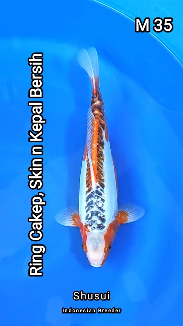 Lelang Koi Online, Jual Beli Ikan Koi, Pusat Jual Beli Koi, Info Lelang Koi Hari Ini, Platform Jual Beli Koi, Jual Beli Ikan Koi Online, Marketplace Ikan Koi, Jual Koi Terbaik, Tempat Beli Koi Berkualitas, Pasar Ikan Koi Online Terpercaya, Penjual Ikan Koi Terpercaya, Beli Koi Hias Online, Ikan Koi untuk Dijual, Koi Kualitas Terbaik, Toko Online Ikan Koi, Koi Hias Untuk Dijual, Jual Beli Ikan Koi Lokal, Koi Indonesia Online, Pusat Jual Beli Koi Terbesar