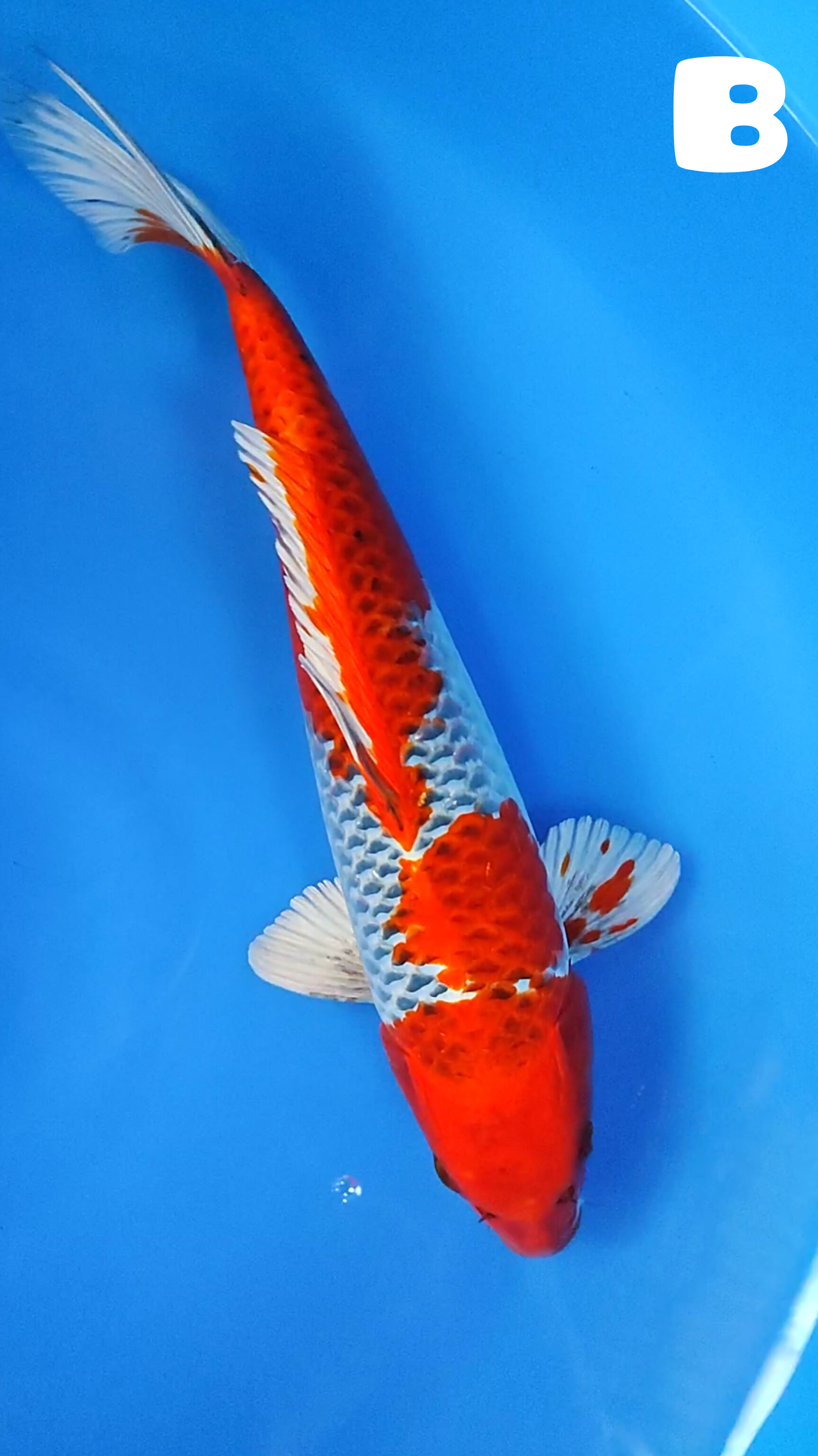 Lelang Koi Online, Jual Beli Ikan Koi, Pusat Jual Beli Koi, Info Lelang Koi Hari Ini, Platform Jual Beli Koi, Jual Beli Ikan Koi Online, Marketplace Ikan Koi, Jual Koi Terbaik, Tempat Beli Koi Berkualitas, Pasar Ikan Koi Online Terpercaya, Penjual Ikan Koi Terpercaya, Beli Koi Hias Online, Ikan Koi untuk Dijual, Koi Kualitas Terbaik, Toko Online Ikan Koi, Koi Hias Untuk Dijual, Jual Beli Ikan Koi Lokal, Koi Indonesia Online, Pusat Jual Beli Koi Terbesar