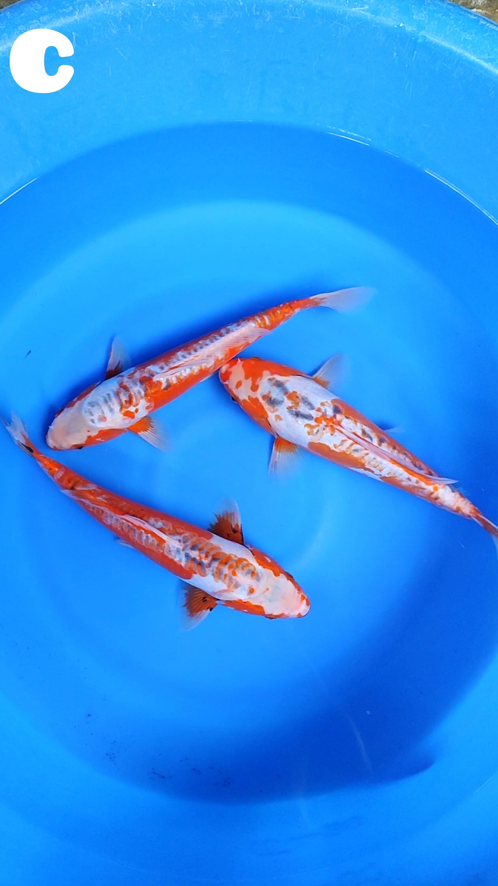 Lelang Koi Online, Jual Beli Ikan Koi, Pusat Jual Beli Koi, Info Lelang Koi Hari Ini, Platform Jual Beli Koi, Jual Beli Ikan Koi Online, Marketplace Ikan Koi, Jual Koi Terbaik, Tempat Beli Koi Berkualitas, Pasar Ikan Koi Online Terpercaya, Penjual Ikan Koi Terpercaya, Beli Koi Hias Online, Ikan Koi untuk Dijual, Koi Kualitas Terbaik, Toko Online Ikan Koi, Koi Hias Untuk Dijual, Jual Beli Ikan Koi Lokal, Koi Indonesia Online, Pusat Jual Beli Koi Terbesar