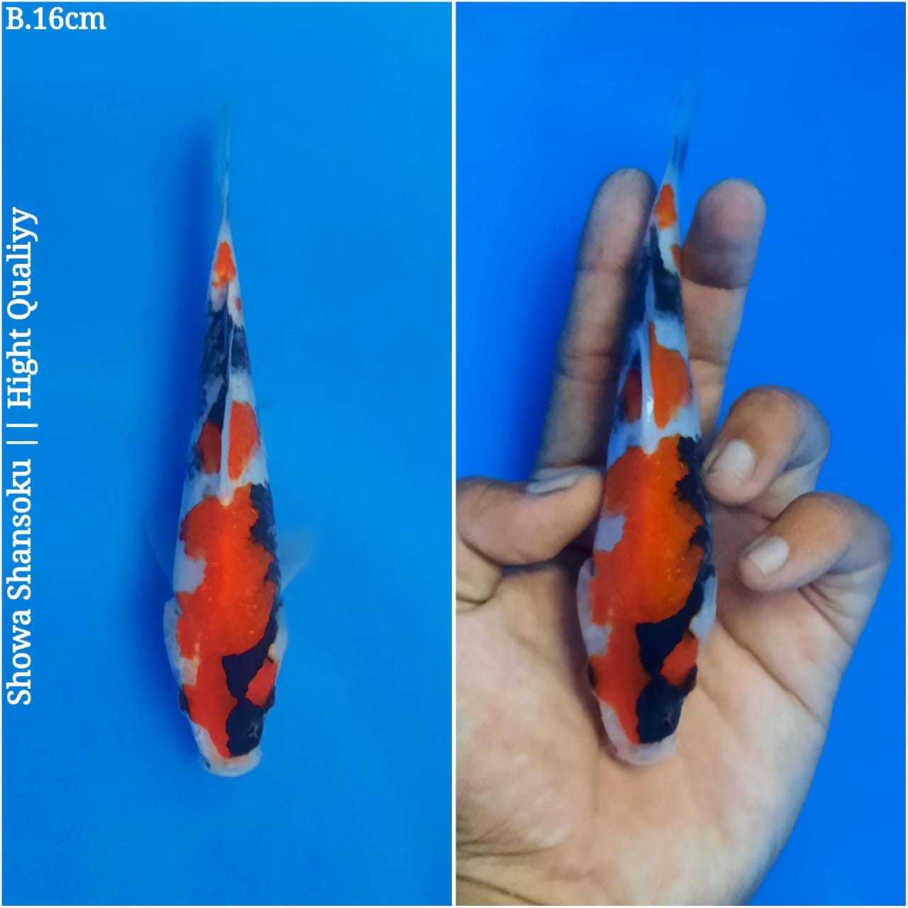 Lelang Koi Online, Jual Beli Ikan Koi, Pusat Jual Beli Koi, Info Lelang Koi Hari Ini, Platform Jual Beli Koi, Jual Beli Ikan Koi Online, Marketplace Ikan Koi, Jual Koi Terbaik, Tempat Beli Koi Berkualitas, Pasar Ikan Koi Online Terpercaya, Penjual Ikan Koi Terpercaya, Beli Koi Hias Online, Ikan Koi untuk Dijual, Koi Kualitas Terbaik, Toko Online Ikan Koi, Koi Hias Untuk Dijual, Jual Beli Ikan Koi Lokal, Koi Indonesia Online, Pusat Jual Beli Koi Terbesar