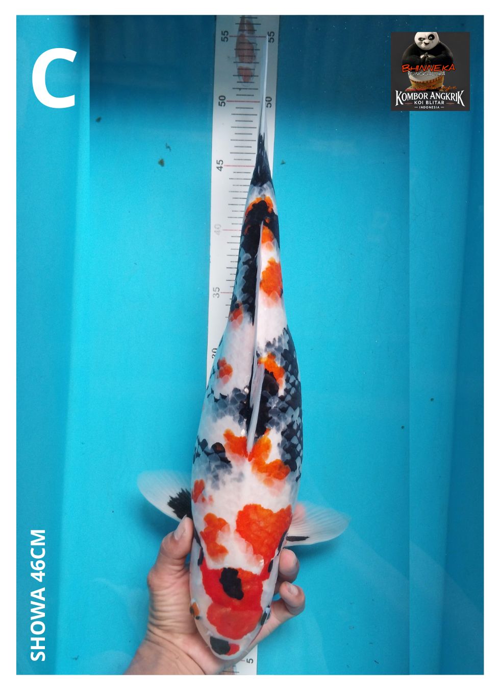 Lelang Koi Online, Jual Beli Ikan Koi, Pusat Jual Beli Koi, Info Lelang Koi Hari Ini, Platform Jual Beli Koi, Jual Beli Ikan Koi Online, Marketplace Ikan Koi, Jual Koi Terbaik, Tempat Beli Koi Berkualitas, Pasar Ikan Koi Online Terpercaya, Penjual Ikan Koi Terpercaya, Beli Koi Hias Online, Ikan Koi untuk Dijual, Koi Kualitas Terbaik, Toko Online Ikan Koi, Koi Hias Untuk Dijual, Jual Beli Ikan Koi Lokal, Koi Indonesia Online, Pusat Jual Beli Koi Terbesar