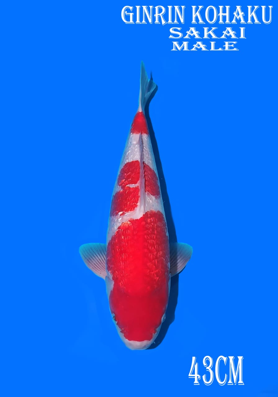 Lelang Koi Online, Jual Beli Ikan Koi, Pusat Jual Beli Koi, Info Lelang Koi Hari Ini, Platform Jual Beli Koi, Jual Beli Ikan Koi Online, Marketplace Ikan Koi, Jual Koi Terbaik, Tempat Beli Koi Berkualitas, Pasar Ikan Koi Online Terpercaya, Penjual Ikan Koi Terpercaya, Beli Koi Hias Online, Ikan Koi untuk Dijual, Koi Kualitas Terbaik, Toko Online Ikan Koi, Koi Hias Untuk Dijual, Jual Beli Ikan Koi Lokal, Koi Indonesia Online, Pusat Jual Beli Koi Terbesar