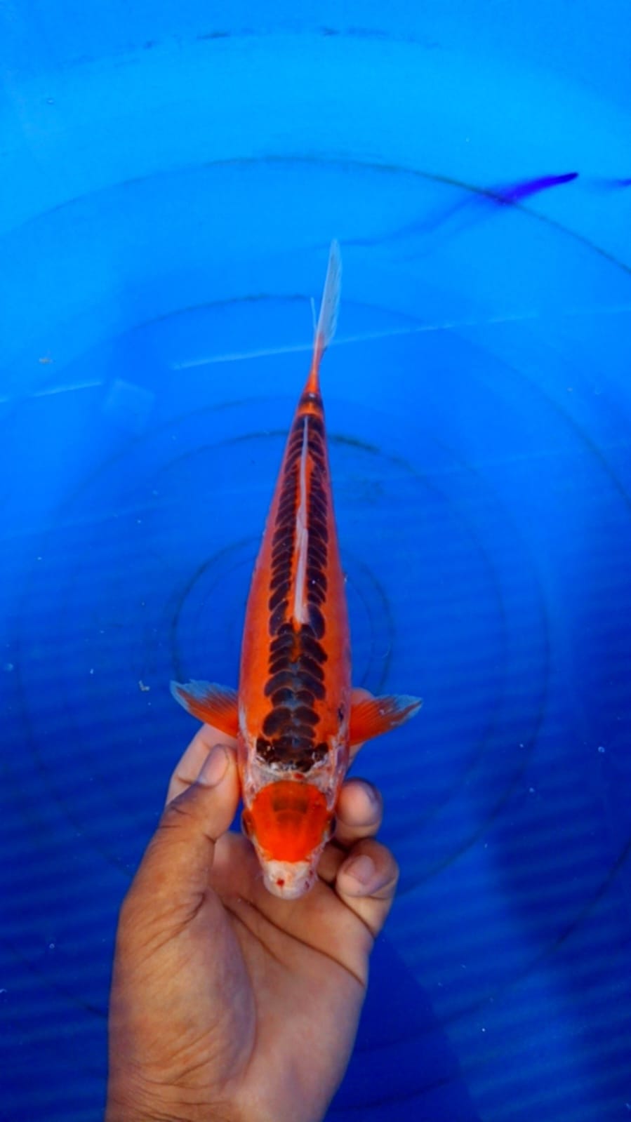 Lelang Koi Online, Jual Beli Ikan Koi, Pusat Jual Beli Koi, Info Lelang Koi Hari Ini, Platform Jual Beli Koi, Jual Beli Ikan Koi Online, Marketplace Ikan Koi, Jual Koi Terbaik, Tempat Beli Koi Berkualitas, Pasar Ikan Koi Online Terpercaya, Penjual Ikan Koi Terpercaya, Beli Koi Hias Online, Ikan Koi untuk Dijual, Koi Kualitas Terbaik, Toko Online Ikan Koi, Koi Hias Untuk Dijual, Jual Beli Ikan Koi Lokal, Koi Indonesia Online, Pusat Jual Beli Koi Terbesar