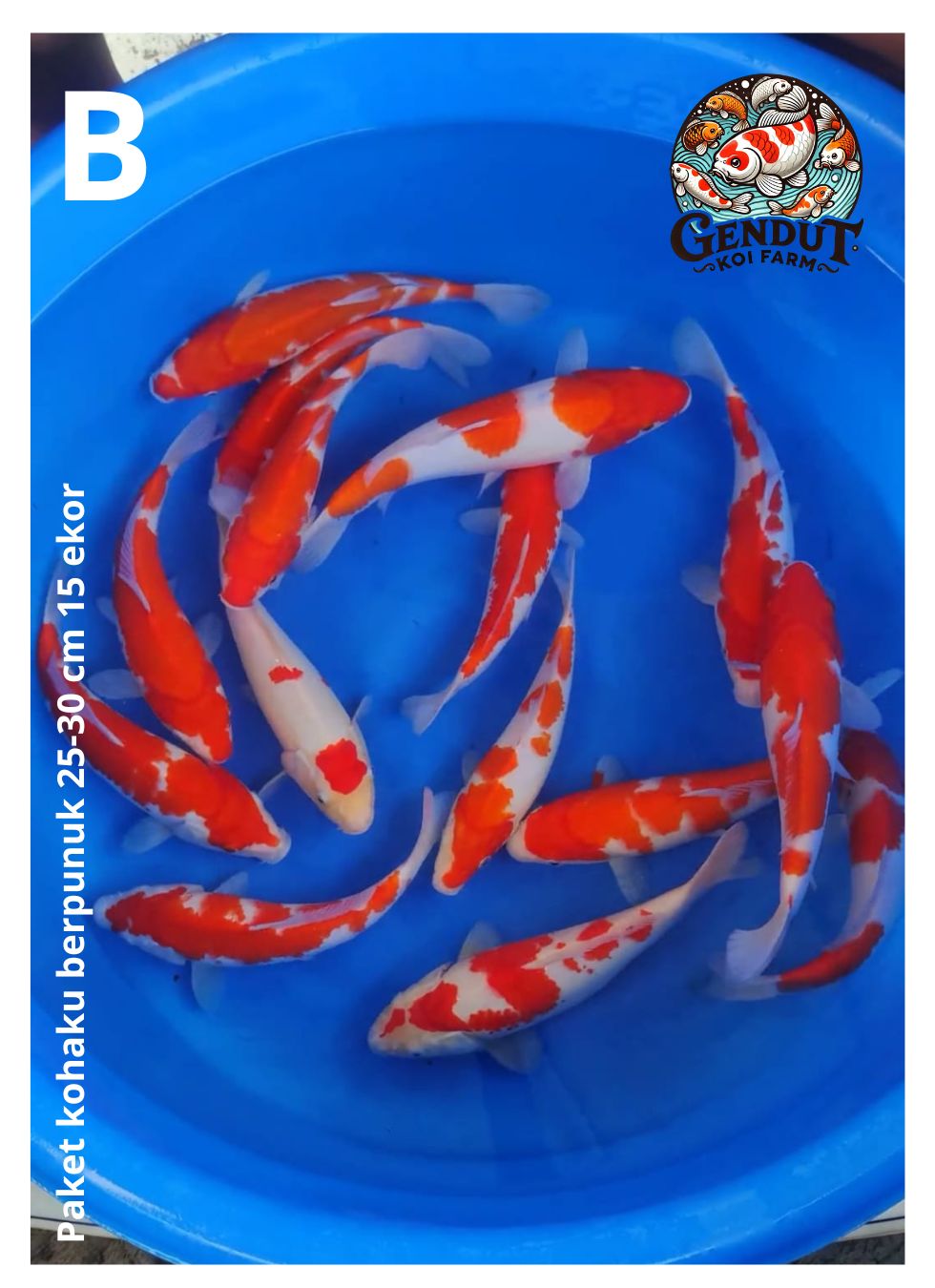 Lelang Koi Online, Jual Beli Ikan Koi, Pusat Jual Beli Koi, Info Lelang Koi Hari Ini, Platform Jual Beli Koi, Jual Beli Ikan Koi Online, Marketplace Ikan Koi, Jual Koi Terbaik, Tempat Beli Koi Berkualitas, Pasar Ikan Koi Online Terpercaya, Penjual Ikan Koi Terpercaya, Beli Koi Hias Online, Ikan Koi untuk Dijual, Koi Kualitas Terbaik, Toko Online Ikan Koi, Koi Hias Untuk Dijual, Jual Beli Ikan Koi Lokal, Koi Indonesia Online, Pusat Jual Beli Koi Terbesar