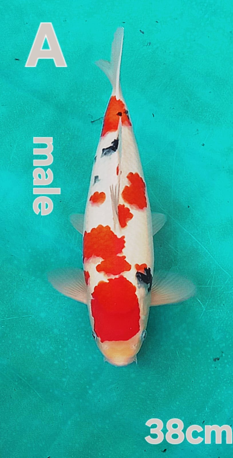 Lelang Koi Online, Jual Beli Ikan Koi, Pusat Jual Beli Koi, Info Lelang Koi Hari Ini, Platform Jual Beli Koi, Jual Beli Ikan Koi Online, Marketplace Ikan Koi, Jual Koi Terbaik, Tempat Beli Koi Berkualitas, Pasar Ikan Koi Online Terpercaya, Penjual Ikan Koi Terpercaya, Beli Koi Hias Online, Ikan Koi untuk Dijual, Koi Kualitas Terbaik, Toko Online Ikan Koi, Koi Hias Untuk Dijual, Jual Beli Ikan Koi Lokal, Koi Indonesia Online, Pusat Jual Beli Koi Terbesar