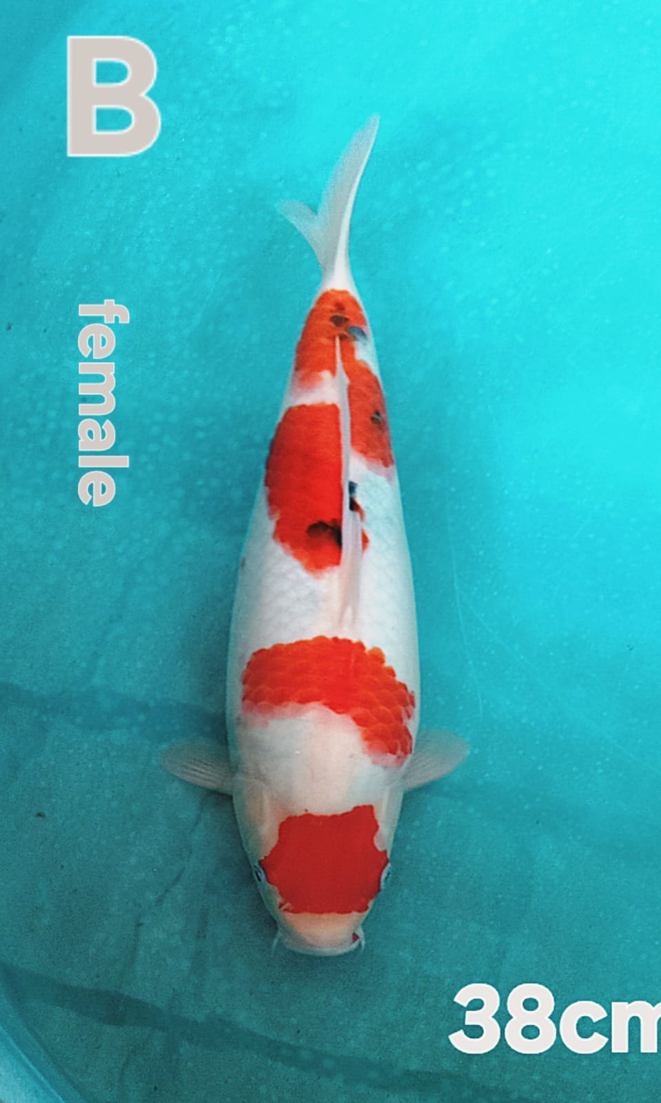 Lelang Koi Online, Jual Beli Ikan Koi, Pusat Jual Beli Koi, Info Lelang Koi Hari Ini, Platform Jual Beli Koi, Jual Beli Ikan Koi Online, Marketplace Ikan Koi, Jual Koi Terbaik, Tempat Beli Koi Berkualitas, Pasar Ikan Koi Online Terpercaya, Penjual Ikan Koi Terpercaya, Beli Koi Hias Online, Ikan Koi untuk Dijual, Koi Kualitas Terbaik, Toko Online Ikan Koi, Koi Hias Untuk Dijual, Jual Beli Ikan Koi Lokal, Koi Indonesia Online, Pusat Jual Beli Koi Terbesar