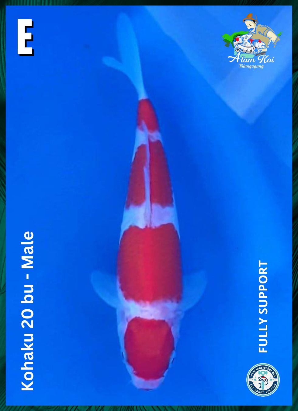 Lelang Koi Online, Jual Beli Ikan Koi, Pusat Jual Beli Koi, Info Lelang Koi Hari Ini, Platform Jual Beli Koi, Jual Beli Ikan Koi Online, Marketplace Ikan Koi, Jual Koi Terbaik, Tempat Beli Koi Berkualitas, Pasar Ikan Koi Online Terpercaya, Penjual Ikan Koi Terpercaya, Beli Koi Hias Online, Ikan Koi untuk Dijual, Koi Kualitas Terbaik, Toko Online Ikan Koi, Koi Hias Untuk Dijual, Jual Beli Ikan Koi Lokal, Koi Indonesia Online, Pusat Jual Beli Koi Terbesar