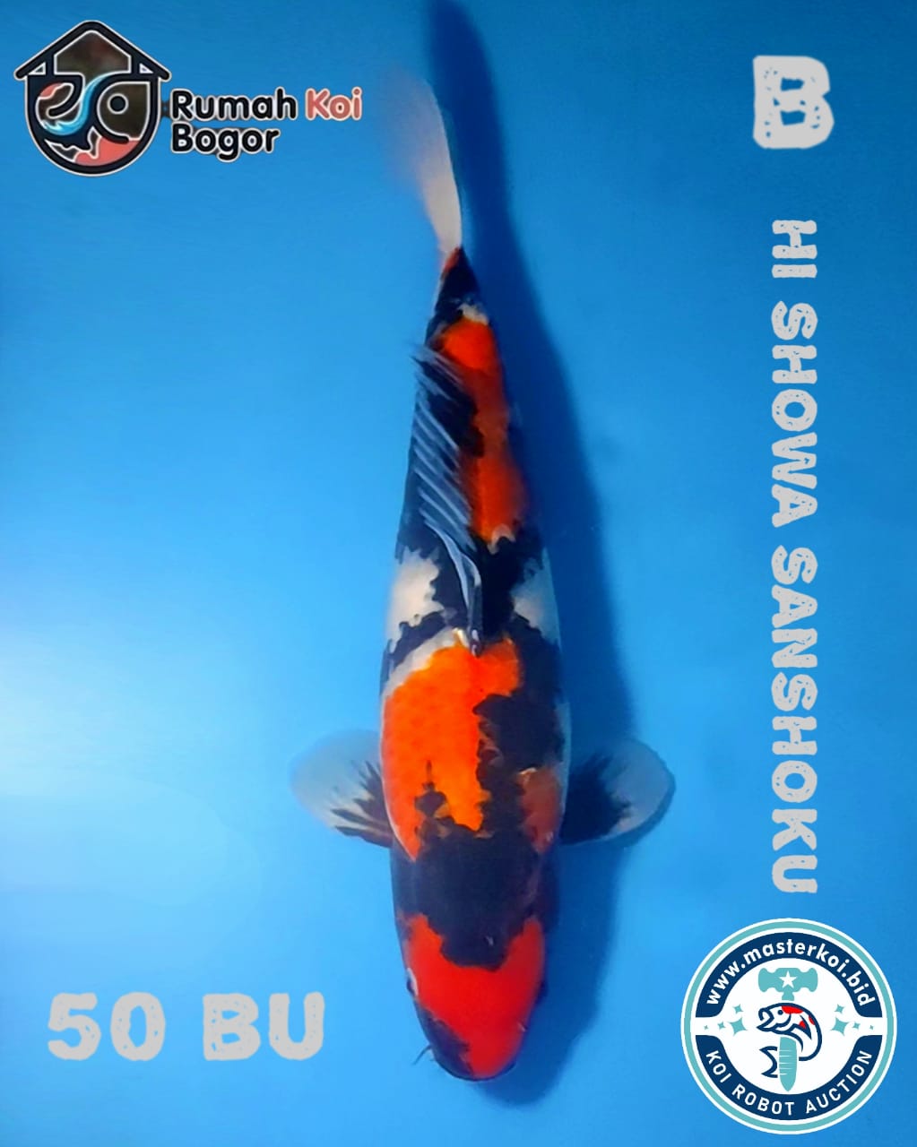 Lelang Koi Online, Jual Beli Ikan Koi, Pusat Jual Beli Koi, Info Lelang Koi Hari Ini, Platform Jual Beli Koi, Jual Beli Ikan Koi Online, Marketplace Ikan Koi, Jual Koi Terbaik, Tempat Beli Koi Berkualitas, Pasar Ikan Koi Online Terpercaya, Penjual Ikan Koi Terpercaya, Beli Koi Hias Online, Ikan Koi untuk Dijual, Koi Kualitas Terbaik, Toko Online Ikan Koi, Koi Hias Untuk Dijual, Jual Beli Ikan Koi Lokal, Koi Indonesia Online, Pusat Jual Beli Koi Terbesar