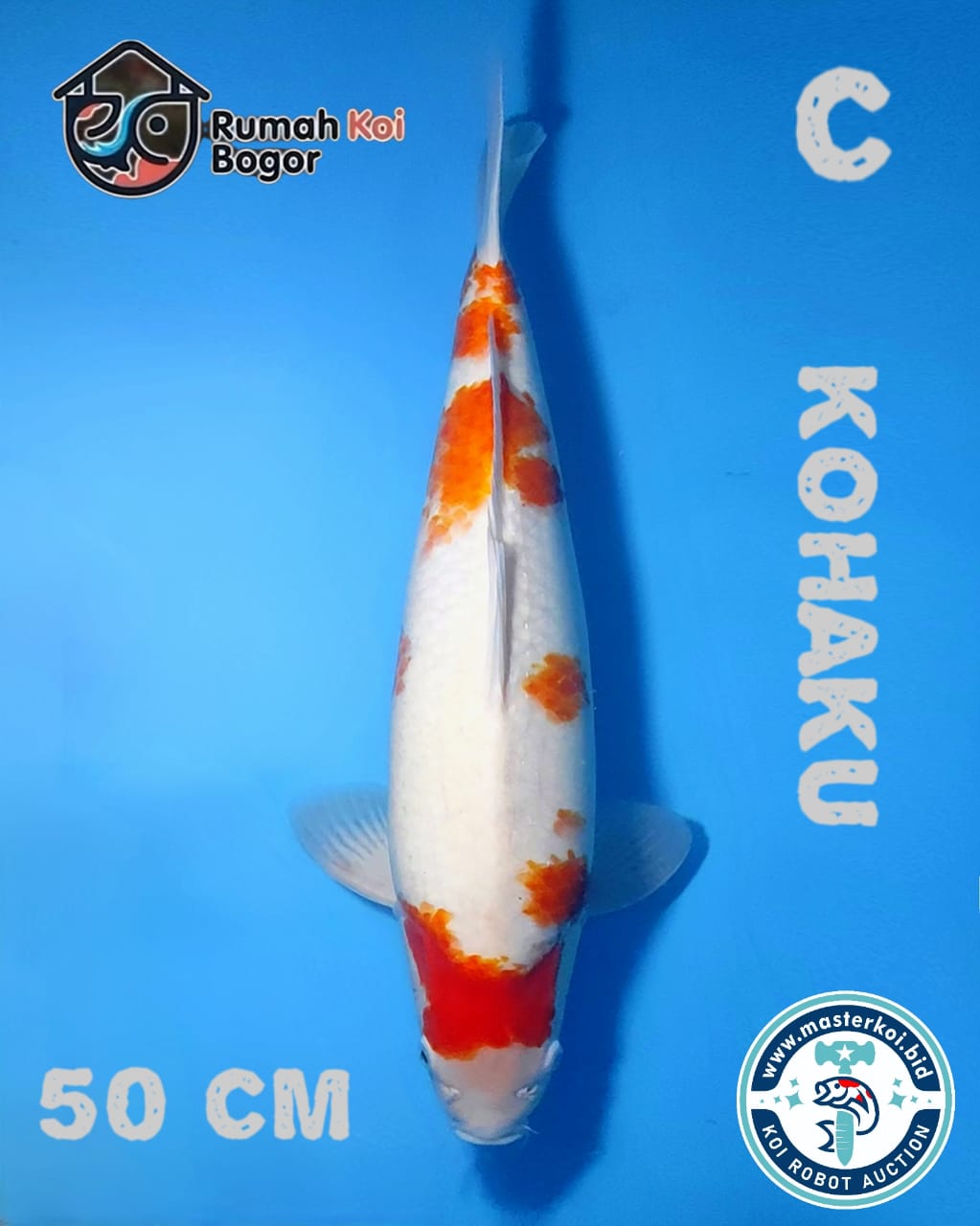 Lelang Koi Online, Jual Beli Ikan Koi, Pusat Jual Beli Koi, Info Lelang Koi Hari Ini, Platform Jual Beli Koi, Jual Beli Ikan Koi Online, Marketplace Ikan Koi, Jual Koi Terbaik, Tempat Beli Koi Berkualitas, Pasar Ikan Koi Online Terpercaya, Penjual Ikan Koi Terpercaya, Beli Koi Hias Online, Ikan Koi untuk Dijual, Koi Kualitas Terbaik, Toko Online Ikan Koi, Koi Hias Untuk Dijual, Jual Beli Ikan Koi Lokal, Koi Indonesia Online, Pusat Jual Beli Koi Terbesar