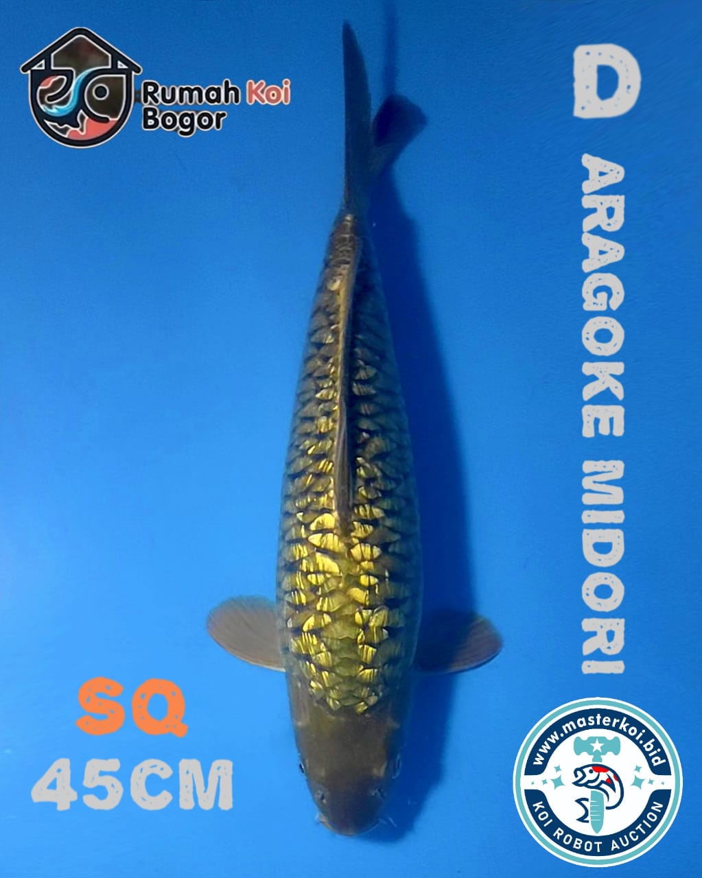 Lelang Koi Online, Jual Beli Ikan Koi, Pusat Jual Beli Koi, Info Lelang Koi Hari Ini, Platform Jual Beli Koi, Jual Beli Ikan Koi Online, Marketplace Ikan Koi, Jual Koi Terbaik, Tempat Beli Koi Berkualitas, Pasar Ikan Koi Online Terpercaya, Penjual Ikan Koi Terpercaya, Beli Koi Hias Online, Ikan Koi untuk Dijual, Koi Kualitas Terbaik, Toko Online Ikan Koi, Koi Hias Untuk Dijual, Jual Beli Ikan Koi Lokal, Koi Indonesia Online, Pusat Jual Beli Koi Terbesar