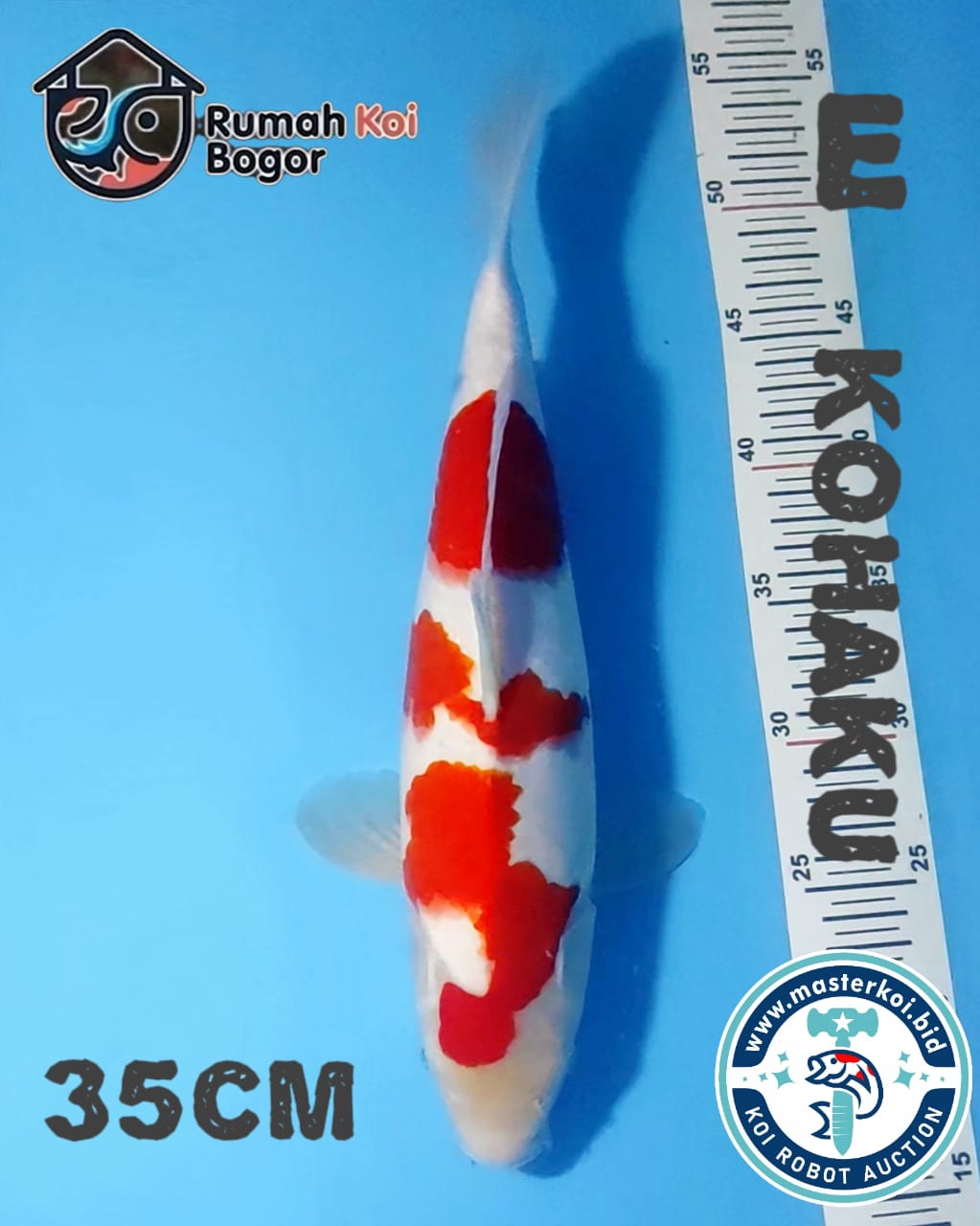 Lelang Koi Online, Jual Beli Ikan Koi, Pusat Jual Beli Koi, Info Lelang Koi Hari Ini, Platform Jual Beli Koi, Jual Beli Ikan Koi Online, Marketplace Ikan Koi, Jual Koi Terbaik, Tempat Beli Koi Berkualitas, Pasar Ikan Koi Online Terpercaya, Penjual Ikan Koi Terpercaya, Beli Koi Hias Online, Ikan Koi untuk Dijual, Koi Kualitas Terbaik, Toko Online Ikan Koi, Koi Hias Untuk Dijual, Jual Beli Ikan Koi Lokal, Koi Indonesia Online, Pusat Jual Beli Koi Terbesar