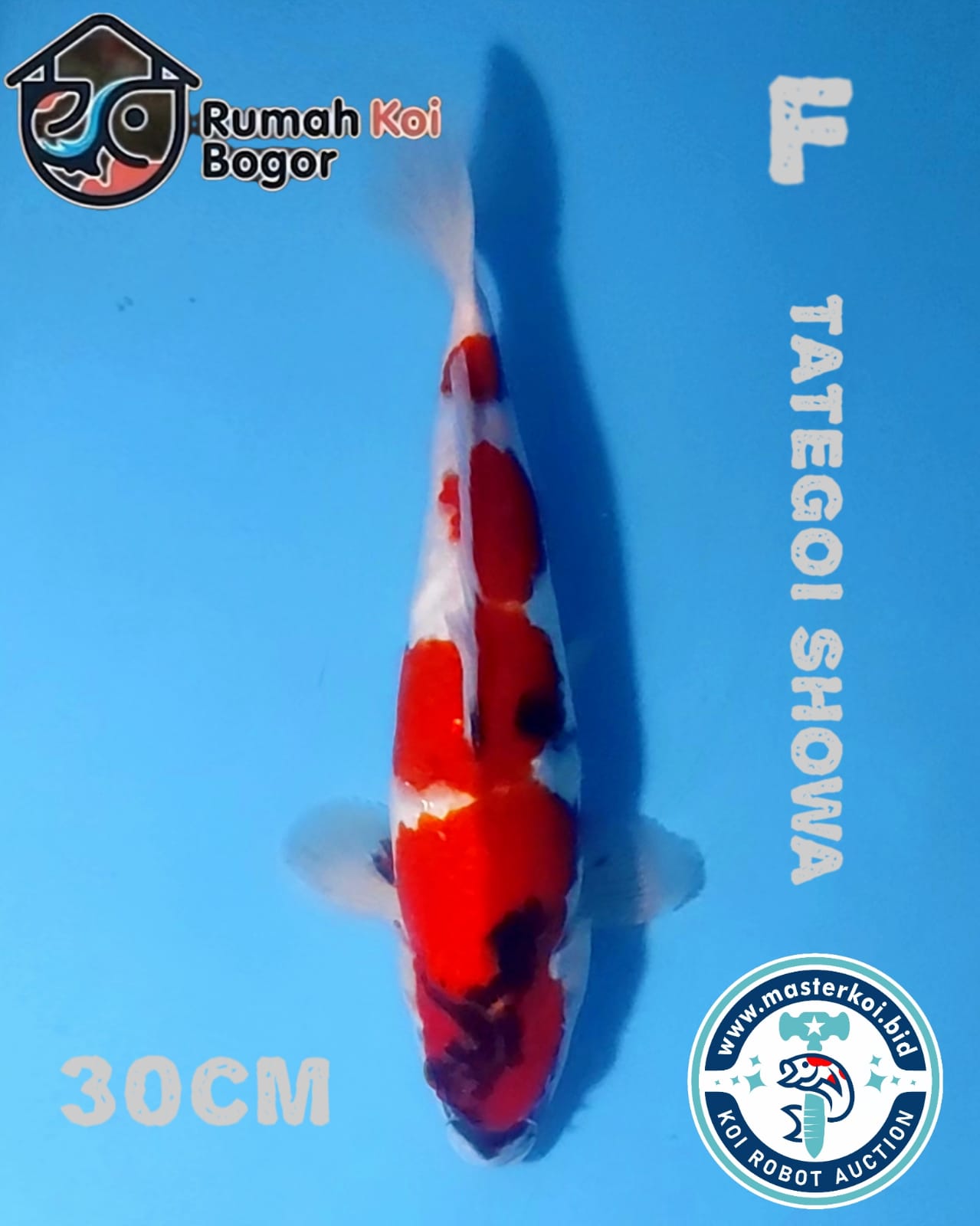 Lelang Koi Online, Jual Beli Ikan Koi, Pusat Jual Beli Koi, Info Lelang Koi Hari Ini, Platform Jual Beli Koi, Jual Beli Ikan Koi Online, Marketplace Ikan Koi, Jual Koi Terbaik, Tempat Beli Koi Berkualitas, Pasar Ikan Koi Online Terpercaya, Penjual Ikan Koi Terpercaya, Beli Koi Hias Online, Ikan Koi untuk Dijual, Koi Kualitas Terbaik, Toko Online Ikan Koi, Koi Hias Untuk Dijual, Jual Beli Ikan Koi Lokal, Koi Indonesia Online, Pusat Jual Beli Koi Terbesar