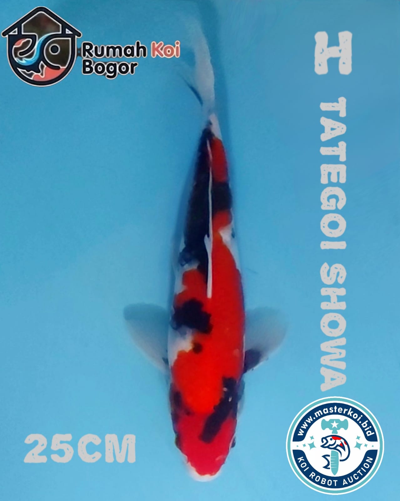 Lelang Koi Online, Jual Beli Ikan Koi, Pusat Jual Beli Koi, Info Lelang Koi Hari Ini, Platform Jual Beli Koi, Jual Beli Ikan Koi Online, Marketplace Ikan Koi, Jual Koi Terbaik, Tempat Beli Koi Berkualitas, Pasar Ikan Koi Online Terpercaya, Penjual Ikan Koi Terpercaya, Beli Koi Hias Online, Ikan Koi untuk Dijual, Koi Kualitas Terbaik, Toko Online Ikan Koi, Koi Hias Untuk Dijual, Jual Beli Ikan Koi Lokal, Koi Indonesia Online, Pusat Jual Beli Koi Terbesar