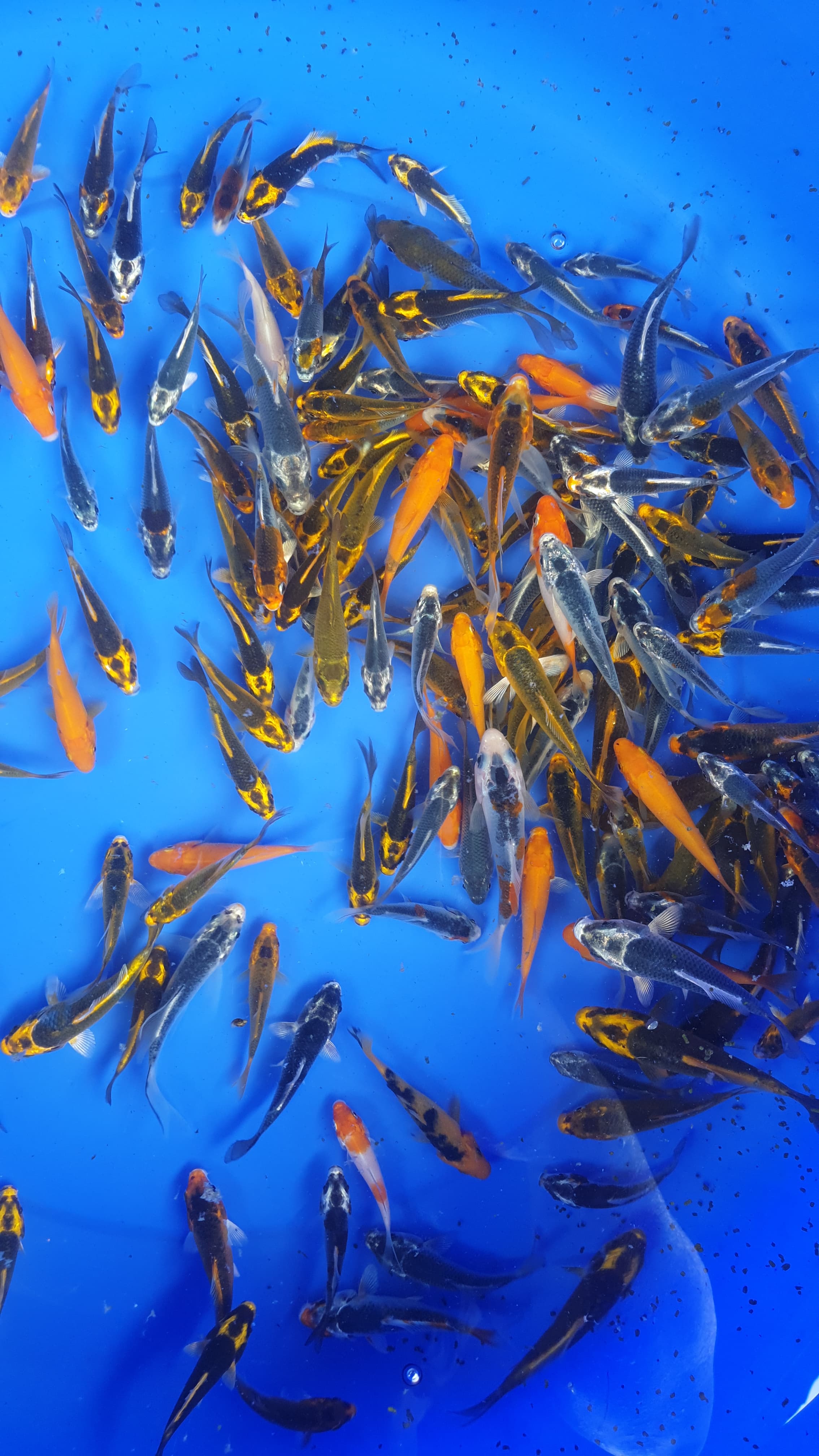 Lelang Koi Online, Jual Beli Ikan Koi, Pusat Jual Beli Koi, Info Lelang Koi Hari Ini, Platform Jual Beli Koi, Jual Beli Ikan Koi Online, Marketplace Ikan Koi, Jual Koi Terbaik, Tempat Beli Koi Berkualitas, Pasar Ikan Koi Online Terpercaya, Penjual Ikan Koi Terpercaya, Beli Koi Hias Online, Ikan Koi untuk Dijual, Koi Kualitas Terbaik, Toko Online Ikan Koi, Koi Hias Untuk Dijual, Jual Beli Ikan Koi Lokal, Koi Indonesia Online, Pusat Jual Beli Koi Terbesar