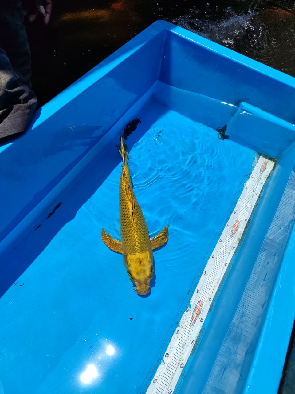 Lelang Koi Online, Jual Beli Ikan Koi, Pusat Jual Beli Koi, Info Lelang Koi Hari Ini, Platform Jual Beli Koi, Jual Beli Ikan Koi Online, Marketplace Ikan Koi, Jual Koi Terbaik, Tempat Beli Koi Berkualitas, Pasar Ikan Koi Online Terpercaya, Penjual Ikan Koi Terpercaya, Beli Koi Hias Online, Ikan Koi untuk Dijual, Koi Kualitas Terbaik, Toko Online Ikan Koi, Koi Hias Untuk Dijual, Jual Beli Ikan Koi Lokal, Koi Indonesia Online, Pusat Jual Beli Koi Terbesar