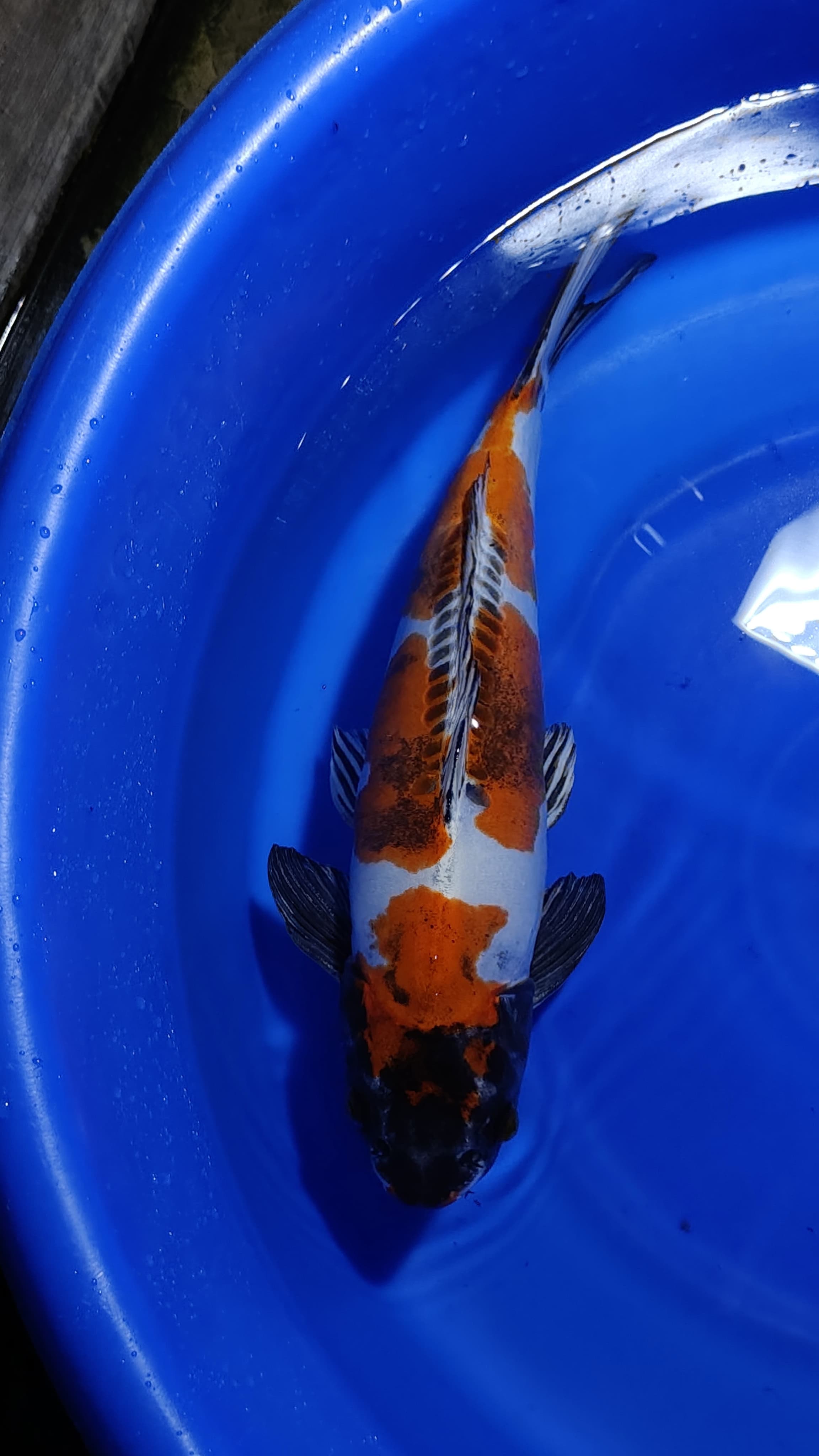 Lelang Koi Online, Jual Beli Ikan Koi, Pusat Jual Beli Koi, Info Lelang Koi Hari Ini, Platform Jual Beli Koi, Jual Beli Ikan Koi Online, Marketplace Ikan Koi, Jual Koi Terbaik, Tempat Beli Koi Berkualitas, Pasar Ikan Koi Online Terpercaya, Penjual Ikan Koi Terpercaya, Beli Koi Hias Online, Ikan Koi untuk Dijual, Koi Kualitas Terbaik, Toko Online Ikan Koi, Koi Hias Untuk Dijual, Jual Beli Ikan Koi Lokal, Koi Indonesia Online, Pusat Jual Beli Koi Terbesar