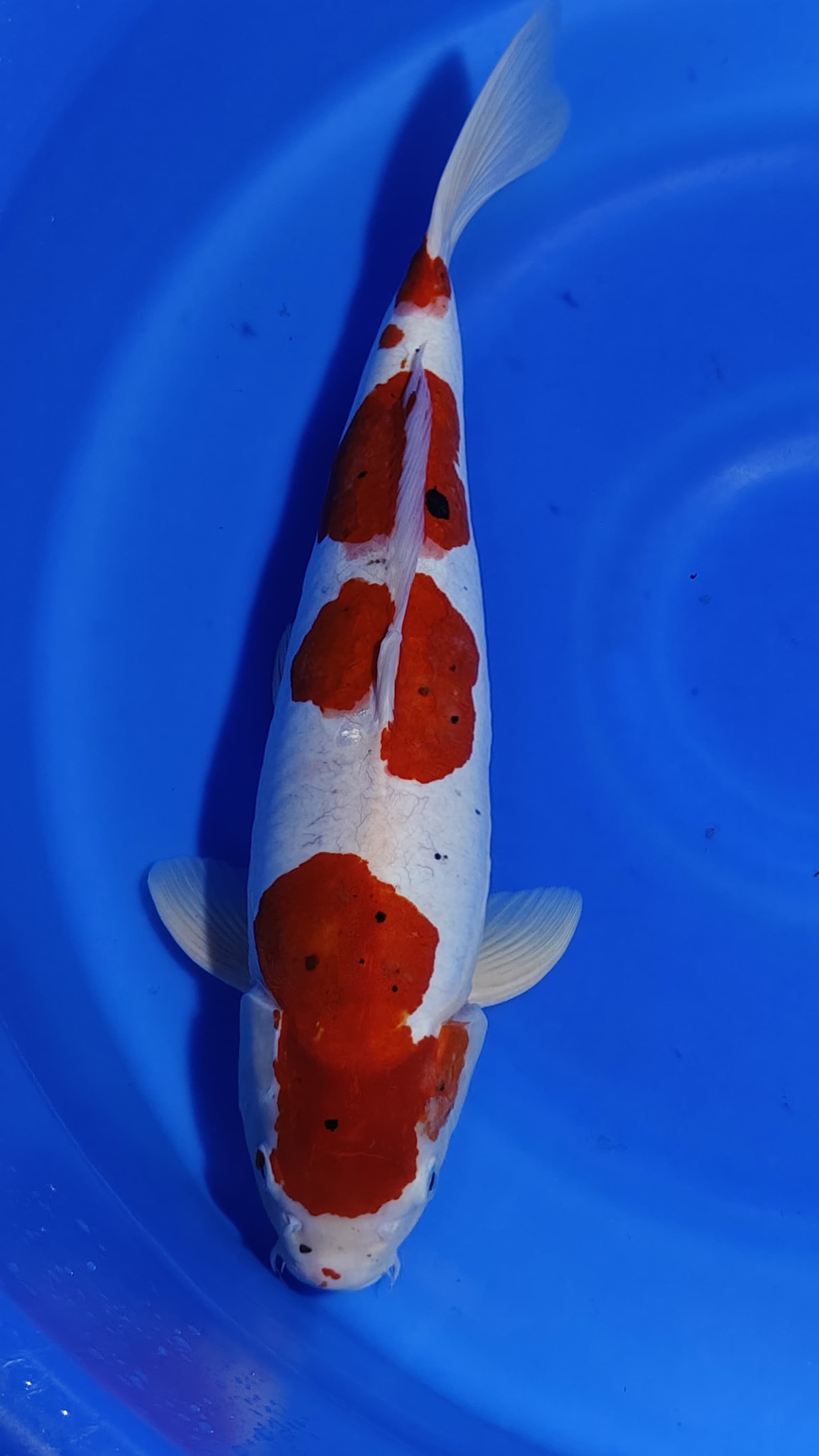 Lelang Koi Online, Jual Beli Ikan Koi, Pusat Jual Beli Koi, Info Lelang Koi Hari Ini, Platform Jual Beli Koi, Jual Beli Ikan Koi Online, Marketplace Ikan Koi, Jual Koi Terbaik, Tempat Beli Koi Berkualitas, Pasar Ikan Koi Online Terpercaya, Penjual Ikan Koi Terpercaya, Beli Koi Hias Online, Ikan Koi untuk Dijual, Koi Kualitas Terbaik, Toko Online Ikan Koi, Koi Hias Untuk Dijual, Jual Beli Ikan Koi Lokal, Koi Indonesia Online, Pusat Jual Beli Koi Terbesar