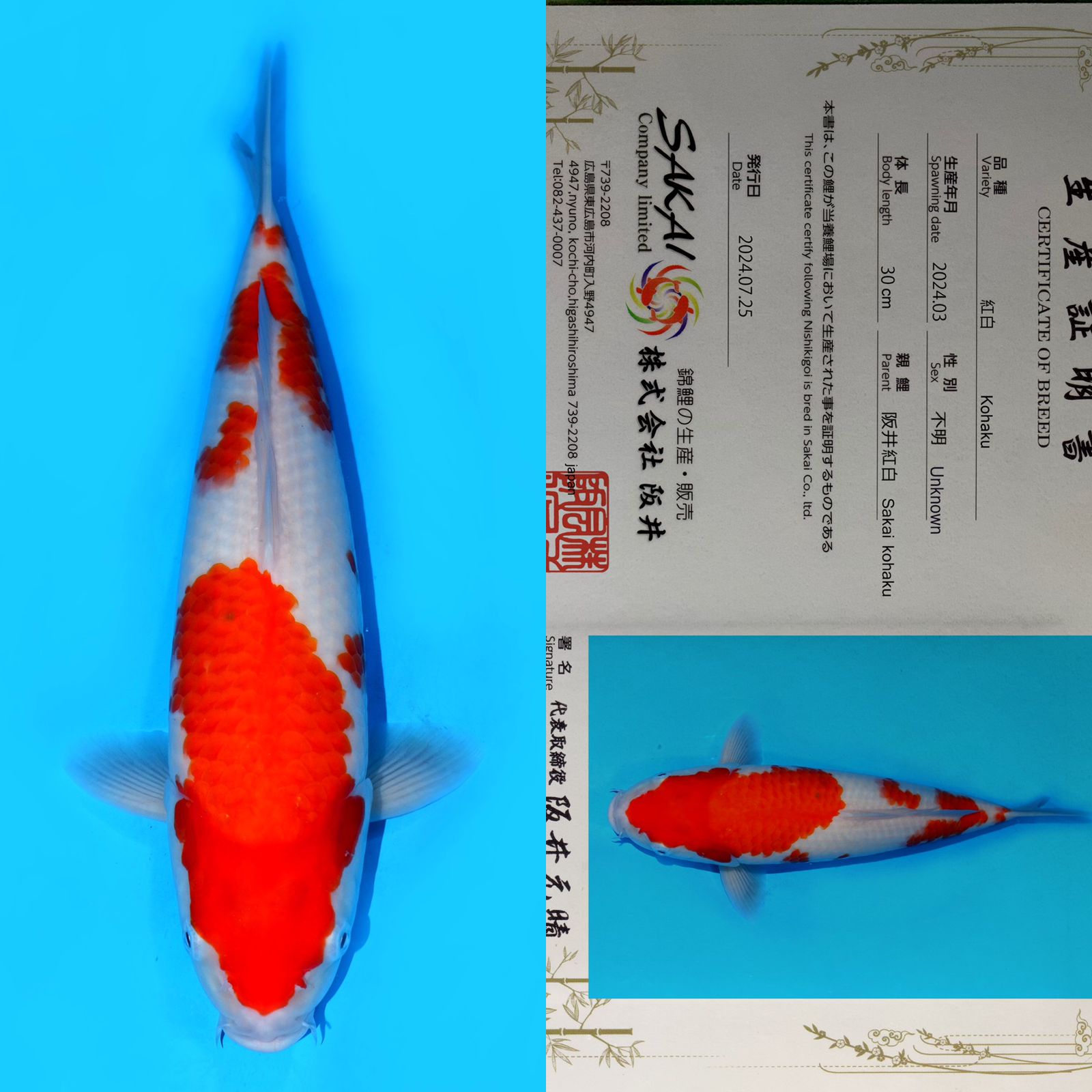 Lelang Koi Online, Jual Beli Ikan Koi, Pusat Jual Beli Koi, Info Lelang Koi Hari Ini, Platform Jual Beli Koi, Jual Beli Ikan Koi Online, Marketplace Ikan Koi, Jual Koi Terbaik, Tempat Beli Koi Berkualitas, Pasar Ikan Koi Online Terpercaya, Penjual Ikan Koi Terpercaya, Beli Koi Hias Online, Ikan Koi untuk Dijual, Koi Kualitas Terbaik, Toko Online Ikan Koi, Koi Hias Untuk Dijual, Jual Beli Ikan Koi Lokal, Koi Indonesia Online, Pusat Jual Beli Koi Terbesar