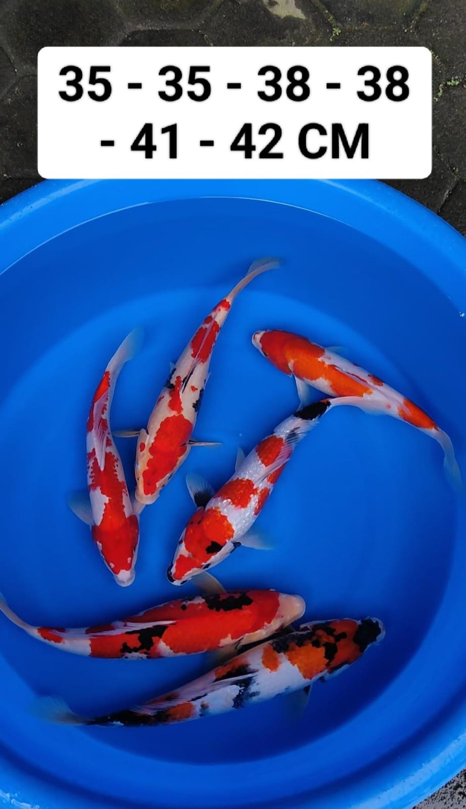 Lelang Koi Online, Jual Beli Ikan Koi, Pusat Jual Beli Koi, Info Lelang Koi Hari Ini, Platform Jual Beli Koi, Jual Beli Ikan Koi Online, Marketplace Ikan Koi, Jual Koi Terbaik, Tempat Beli Koi Berkualitas, Pasar Ikan Koi Online Terpercaya, Penjual Ikan Koi Terpercaya, Beli Koi Hias Online, Ikan Koi untuk Dijual, Koi Kualitas Terbaik, Toko Online Ikan Koi, Koi Hias Untuk Dijual, Jual Beli Ikan Koi Lokal, Koi Indonesia Online, Pusat Jual Beli Koi Terbesar