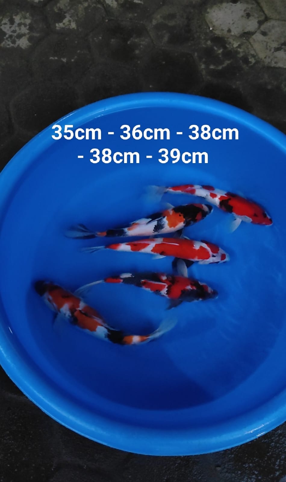 Lelang Koi Online, Jual Beli Ikan Koi, Pusat Jual Beli Koi, Info Lelang Koi Hari Ini, Platform Jual Beli Koi, Jual Beli Ikan Koi Online, Marketplace Ikan Koi, Jual Koi Terbaik, Tempat Beli Koi Berkualitas, Pasar Ikan Koi Online Terpercaya, Penjual Ikan Koi Terpercaya, Beli Koi Hias Online, Ikan Koi untuk Dijual, Koi Kualitas Terbaik, Toko Online Ikan Koi, Koi Hias Untuk Dijual, Jual Beli Ikan Koi Lokal, Koi Indonesia Online, Pusat Jual Beli Koi Terbesar