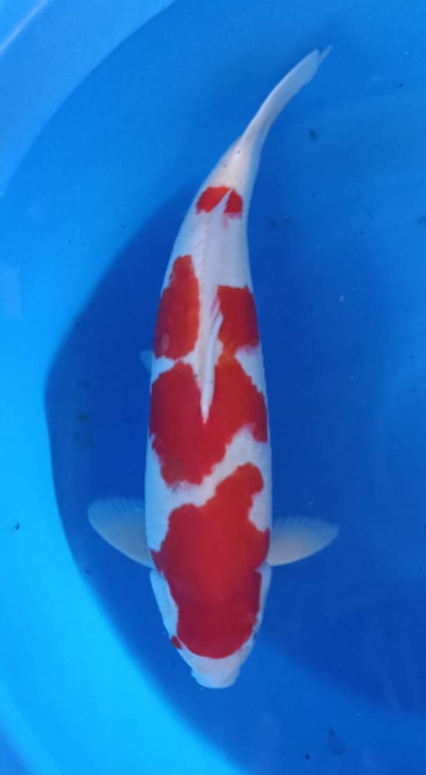 Lelang Koi Online, Jual Beli Ikan Koi, Pusat Jual Beli Koi, Info Lelang Koi Hari Ini, Platform Jual Beli Koi, Jual Beli Ikan Koi Online, Marketplace Ikan Koi, Jual Koi Terbaik, Tempat Beli Koi Berkualitas, Pasar Ikan Koi Online Terpercaya, Penjual Ikan Koi Terpercaya, Beli Koi Hias Online, Ikan Koi untuk Dijual, Koi Kualitas Terbaik, Toko Online Ikan Koi, Koi Hias Untuk Dijual, Jual Beli Ikan Koi Lokal, Koi Indonesia Online, Pusat Jual Beli Koi Terbesar