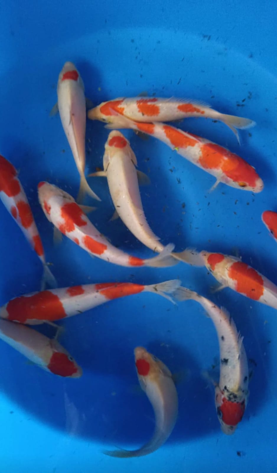 Lelang Koi Online, Jual Beli Ikan Koi, Pusat Jual Beli Koi, Info Lelang Koi Hari Ini, Platform Jual Beli Koi, Jual Beli Ikan Koi Online, Marketplace Ikan Koi, Jual Koi Terbaik, Tempat Beli Koi Berkualitas, Pasar Ikan Koi Online Terpercaya, Penjual Ikan Koi Terpercaya, Beli Koi Hias Online, Ikan Koi untuk Dijual, Koi Kualitas Terbaik, Toko Online Ikan Koi, Koi Hias Untuk Dijual, Jual Beli Ikan Koi Lokal, Koi Indonesia Online, Pusat Jual Beli Koi Terbesar