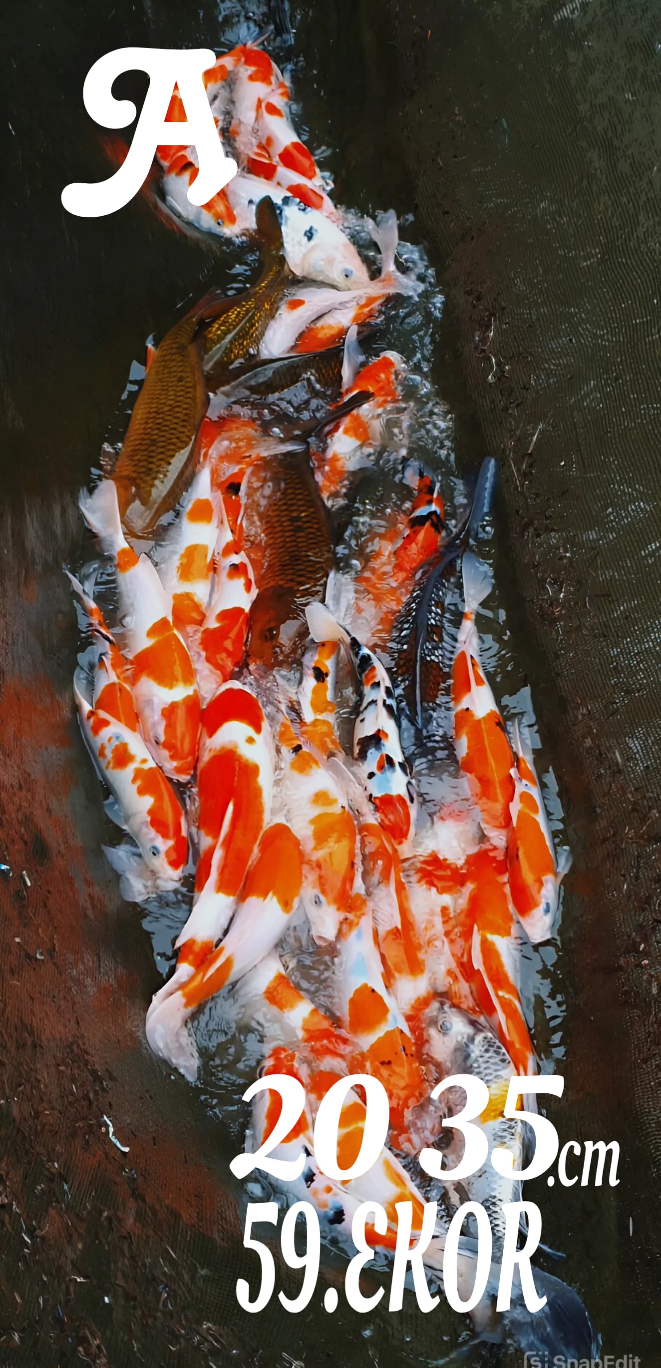 Lelang Koi Online, Jual Beli Ikan Koi, Pusat Jual Beli Koi, Info Lelang Koi Hari Ini, Platform Jual Beli Koi, Jual Beli Ikan Koi Online, Marketplace Ikan Koi, Jual Koi Terbaik, Tempat Beli Koi Berkualitas, Pasar Ikan Koi Online Terpercaya, Penjual Ikan Koi Terpercaya, Beli Koi Hias Online, Ikan Koi untuk Dijual, Koi Kualitas Terbaik, Toko Online Ikan Koi, Koi Hias Untuk Dijual, Jual Beli Ikan Koi Lokal, Koi Indonesia Online, Pusat Jual Beli Koi Terbesar