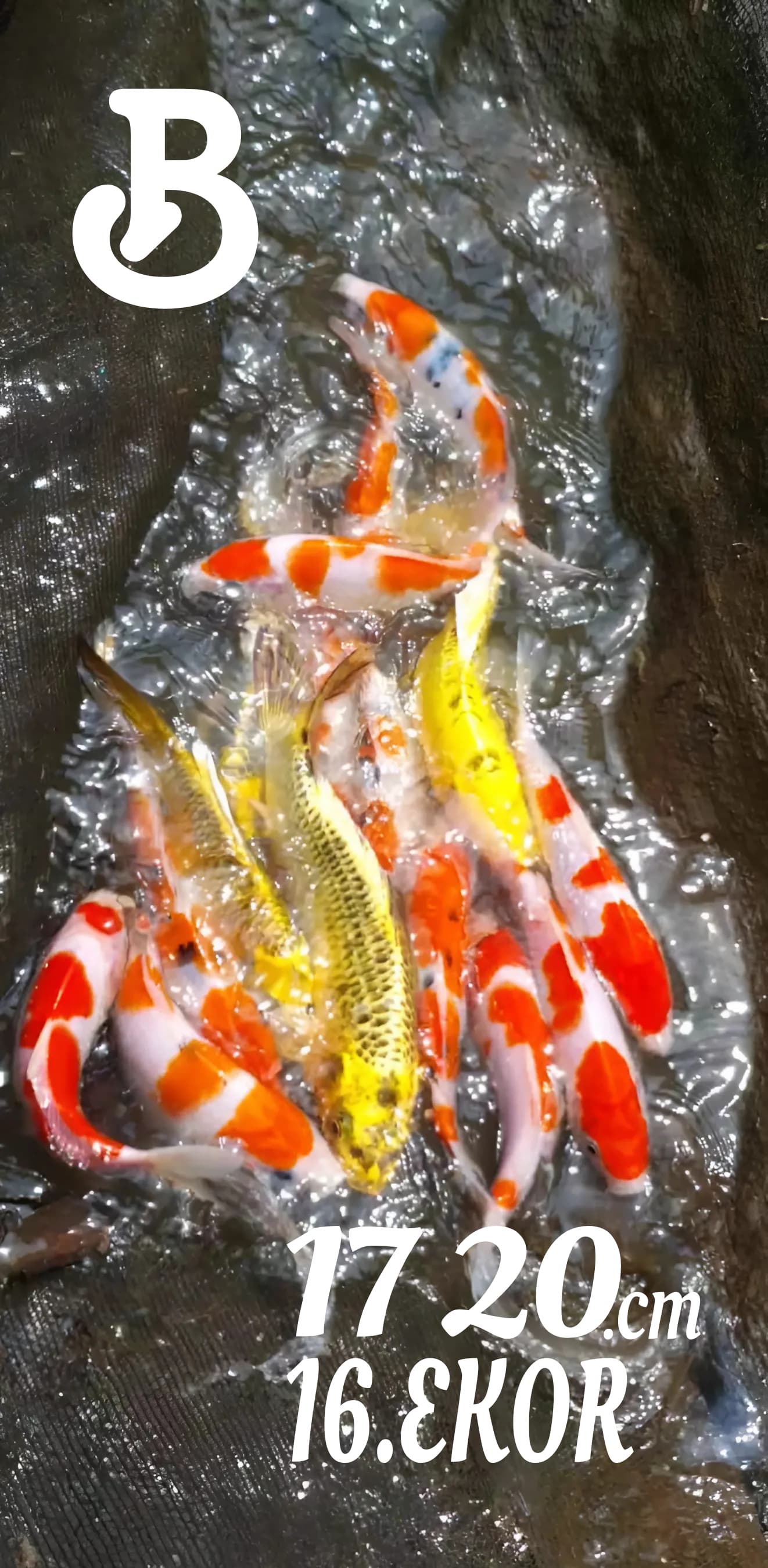 Lelang Koi Online, Jual Beli Ikan Koi, Pusat Jual Beli Koi, Info Lelang Koi Hari Ini, Platform Jual Beli Koi, Jual Beli Ikan Koi Online, Marketplace Ikan Koi, Jual Koi Terbaik, Tempat Beli Koi Berkualitas, Pasar Ikan Koi Online Terpercaya, Penjual Ikan Koi Terpercaya, Beli Koi Hias Online, Ikan Koi untuk Dijual, Koi Kualitas Terbaik, Toko Online Ikan Koi, Koi Hias Untuk Dijual, Jual Beli Ikan Koi Lokal, Koi Indonesia Online, Pusat Jual Beli Koi Terbesar