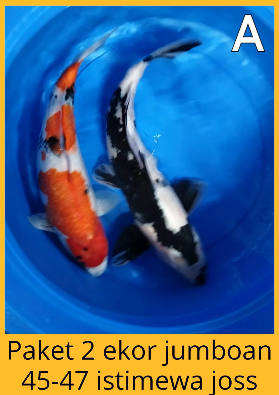 Lelang Koi Online, Jual Beli Ikan Koi, Pusat Jual Beli Koi, Info Lelang Koi Hari Ini, Platform Jual Beli Koi, Jual Beli Ikan Koi Online, Marketplace Ikan Koi, Jual Koi Terbaik, Tempat Beli Koi Berkualitas, Pasar Ikan Koi Online Terpercaya, Penjual Ikan Koi Terpercaya, Beli Koi Hias Online, Ikan Koi untuk Dijual, Koi Kualitas Terbaik, Toko Online Ikan Koi, Koi Hias Untuk Dijual, Jual Beli Ikan Koi Lokal, Koi Indonesia Online, Pusat Jual Beli Koi Terbesar