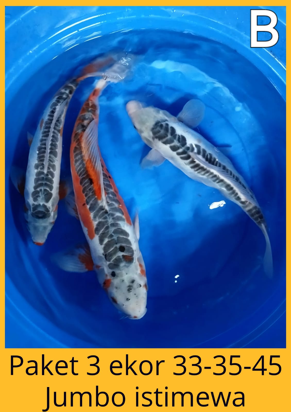 Lelang Koi Online, Jual Beli Ikan Koi, Pusat Jual Beli Koi, Info Lelang Koi Hari Ini, Platform Jual Beli Koi, Jual Beli Ikan Koi Online, Marketplace Ikan Koi, Jual Koi Terbaik, Tempat Beli Koi Berkualitas, Pasar Ikan Koi Online Terpercaya, Penjual Ikan Koi Terpercaya, Beli Koi Hias Online, Ikan Koi untuk Dijual, Koi Kualitas Terbaik, Toko Online Ikan Koi, Koi Hias Untuk Dijual, Jual Beli Ikan Koi Lokal, Koi Indonesia Online, Pusat Jual Beli Koi Terbesar