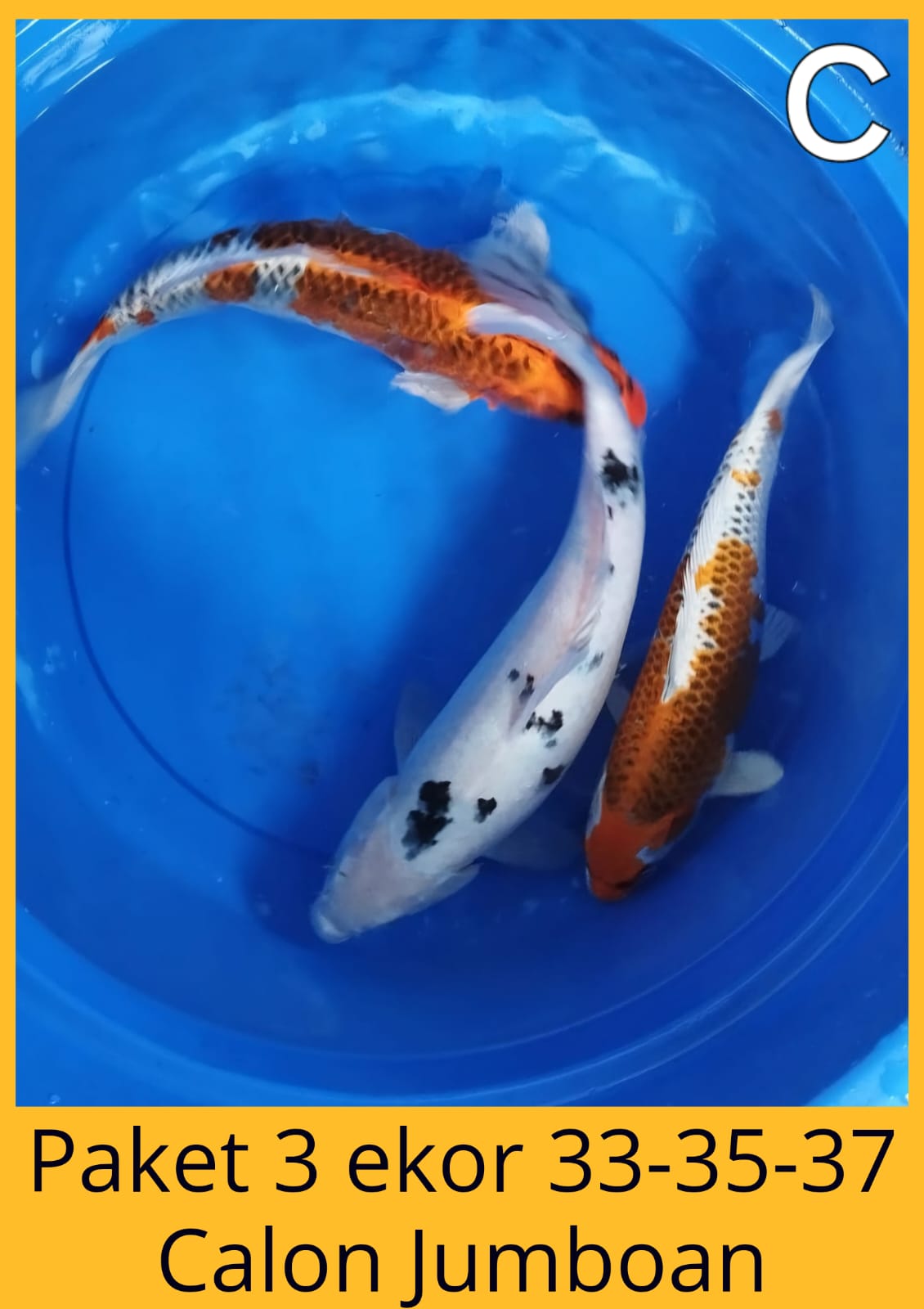 Lelang Koi Online, Jual Beli Ikan Koi, Pusat Jual Beli Koi, Info Lelang Koi Hari Ini, Platform Jual Beli Koi, Jual Beli Ikan Koi Online, Marketplace Ikan Koi, Jual Koi Terbaik, Tempat Beli Koi Berkualitas, Pasar Ikan Koi Online Terpercaya, Penjual Ikan Koi Terpercaya, Beli Koi Hias Online, Ikan Koi untuk Dijual, Koi Kualitas Terbaik, Toko Online Ikan Koi, Koi Hias Untuk Dijual, Jual Beli Ikan Koi Lokal, Koi Indonesia Online, Pusat Jual Beli Koi Terbesar