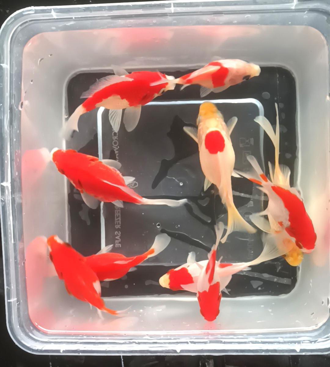 Lelang Koi Online, Jual Beli Ikan Koi, Pusat Jual Beli Koi, Info Lelang Koi Hari Ini, Platform Jual Beli Koi, Jual Beli Ikan Koi Online, Marketplace Ikan Koi, Jual Koi Terbaik, Tempat Beli Koi Berkualitas, Pasar Ikan Koi Online Terpercaya, Penjual Ikan Koi Terpercaya, Beli Koi Hias Online, Ikan Koi untuk Dijual, Koi Kualitas Terbaik, Toko Online Ikan Koi, Koi Hias Untuk Dijual, Jual Beli Ikan Koi Lokal, Koi Indonesia Online, Pusat Jual Beli Koi Terbesar