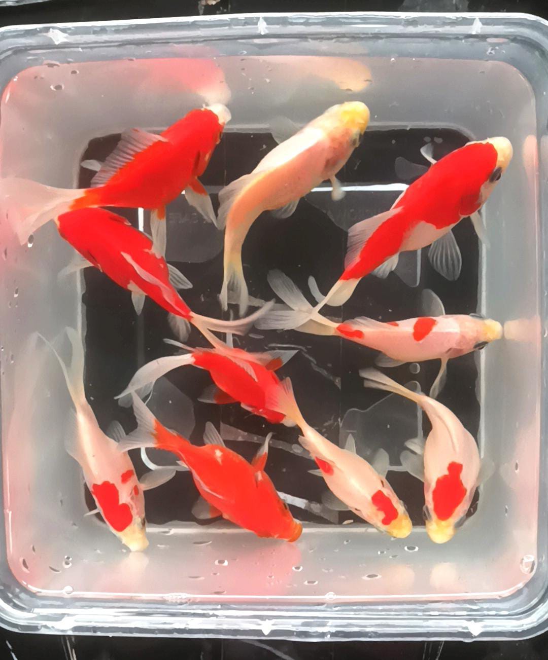 Lelang Koi Online, Jual Beli Ikan Koi, Pusat Jual Beli Koi, Info Lelang Koi Hari Ini, Platform Jual Beli Koi, Jual Beli Ikan Koi Online, Marketplace Ikan Koi, Jual Koi Terbaik, Tempat Beli Koi Berkualitas, Pasar Ikan Koi Online Terpercaya, Penjual Ikan Koi Terpercaya, Beli Koi Hias Online, Ikan Koi untuk Dijual, Koi Kualitas Terbaik, Toko Online Ikan Koi, Koi Hias Untuk Dijual, Jual Beli Ikan Koi Lokal, Koi Indonesia Online, Pusat Jual Beli Koi Terbesar