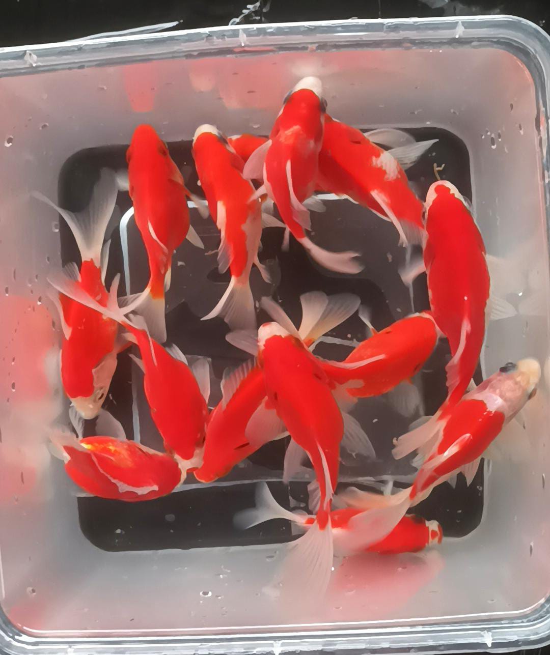 Lelang Koi Online, Jual Beli Ikan Koi, Pusat Jual Beli Koi, Info Lelang Koi Hari Ini, Platform Jual Beli Koi, Jual Beli Ikan Koi Online, Marketplace Ikan Koi, Jual Koi Terbaik, Tempat Beli Koi Berkualitas, Pasar Ikan Koi Online Terpercaya, Penjual Ikan Koi Terpercaya, Beli Koi Hias Online, Ikan Koi untuk Dijual, Koi Kualitas Terbaik, Toko Online Ikan Koi, Koi Hias Untuk Dijual, Jual Beli Ikan Koi Lokal, Koi Indonesia Online, Pusat Jual Beli Koi Terbesar