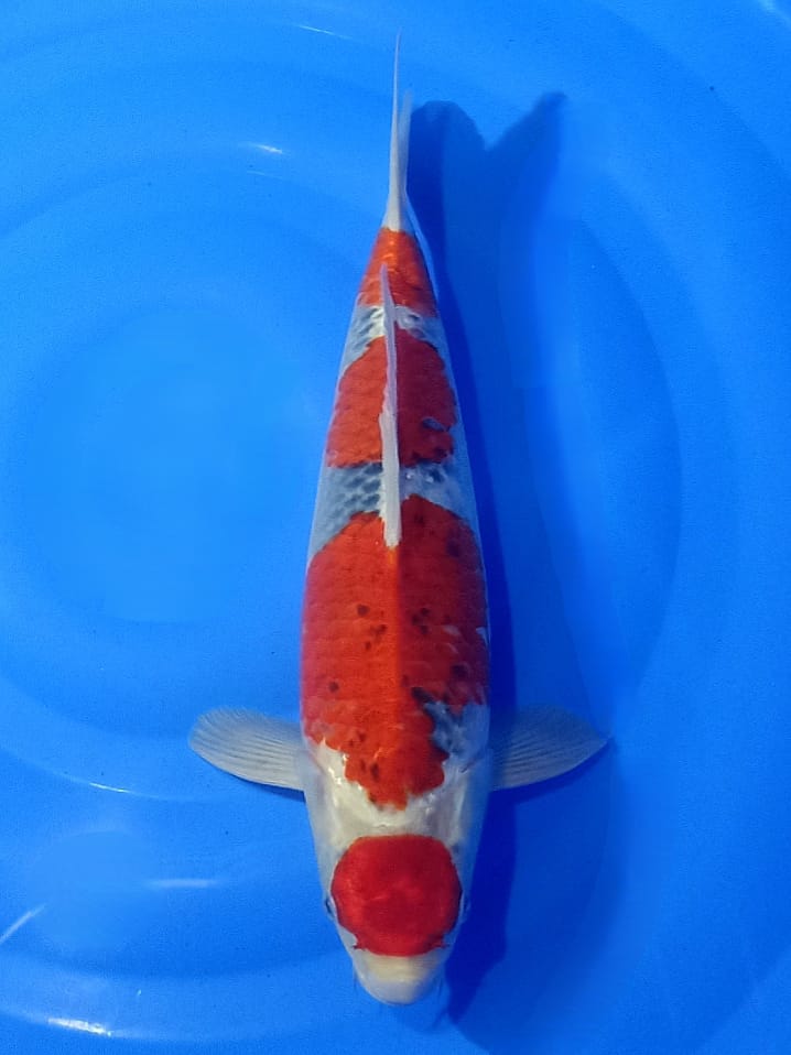 Lelang Koi Online, Jual Beli Ikan Koi, Pusat Jual Beli Koi, Info Lelang Koi Hari Ini, Platform Jual Beli Koi, Jual Beli Ikan Koi Online, Marketplace Ikan Koi, Jual Koi Terbaik, Tempat Beli Koi Berkualitas, Pasar Ikan Koi Online Terpercaya, Penjual Ikan Koi Terpercaya, Beli Koi Hias Online, Ikan Koi untuk Dijual, Koi Kualitas Terbaik, Toko Online Ikan Koi, Koi Hias Untuk Dijual, Jual Beli Ikan Koi Lokal, Koi Indonesia Online, Pusat Jual Beli Koi Terbesar