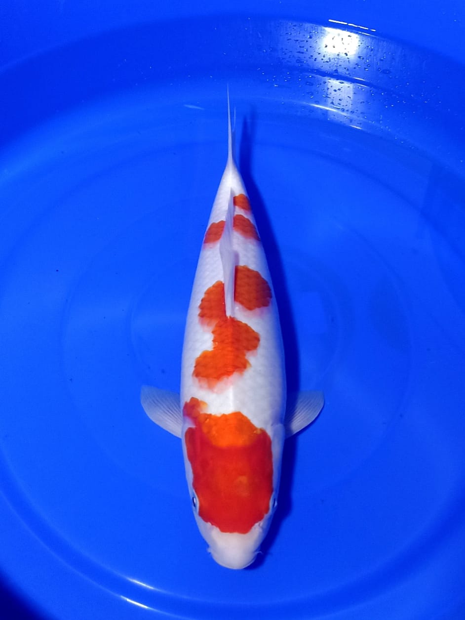 Lelang Koi Online, Jual Beli Ikan Koi, Pusat Jual Beli Koi, Info Lelang Koi Hari Ini, Platform Jual Beli Koi, Jual Beli Ikan Koi Online, Marketplace Ikan Koi, Jual Koi Terbaik, Tempat Beli Koi Berkualitas, Pasar Ikan Koi Online Terpercaya, Penjual Ikan Koi Terpercaya, Beli Koi Hias Online, Ikan Koi untuk Dijual, Koi Kualitas Terbaik, Toko Online Ikan Koi, Koi Hias Untuk Dijual, Jual Beli Ikan Koi Lokal, Koi Indonesia Online, Pusat Jual Beli Koi Terbesar