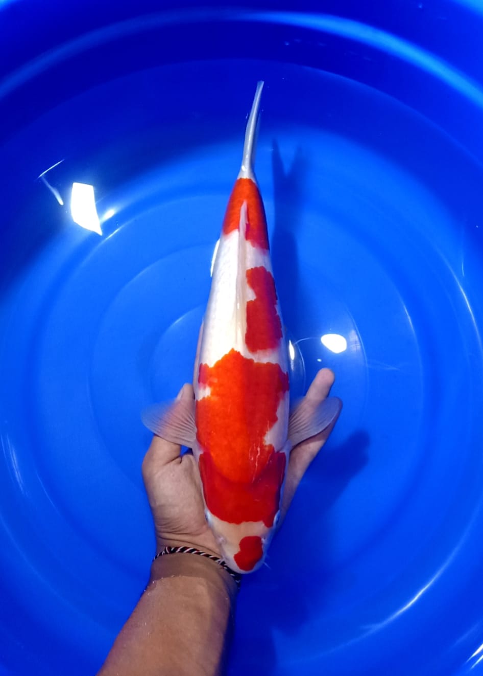 Lelang Koi Online, Jual Beli Ikan Koi, Pusat Jual Beli Koi, Info Lelang Koi Hari Ini, Platform Jual Beli Koi, Jual Beli Ikan Koi Online, Marketplace Ikan Koi, Jual Koi Terbaik, Tempat Beli Koi Berkualitas, Pasar Ikan Koi Online Terpercaya, Penjual Ikan Koi Terpercaya, Beli Koi Hias Online, Ikan Koi untuk Dijual, Koi Kualitas Terbaik, Toko Online Ikan Koi, Koi Hias Untuk Dijual, Jual Beli Ikan Koi Lokal, Koi Indonesia Online, Pusat Jual Beli Koi Terbesar