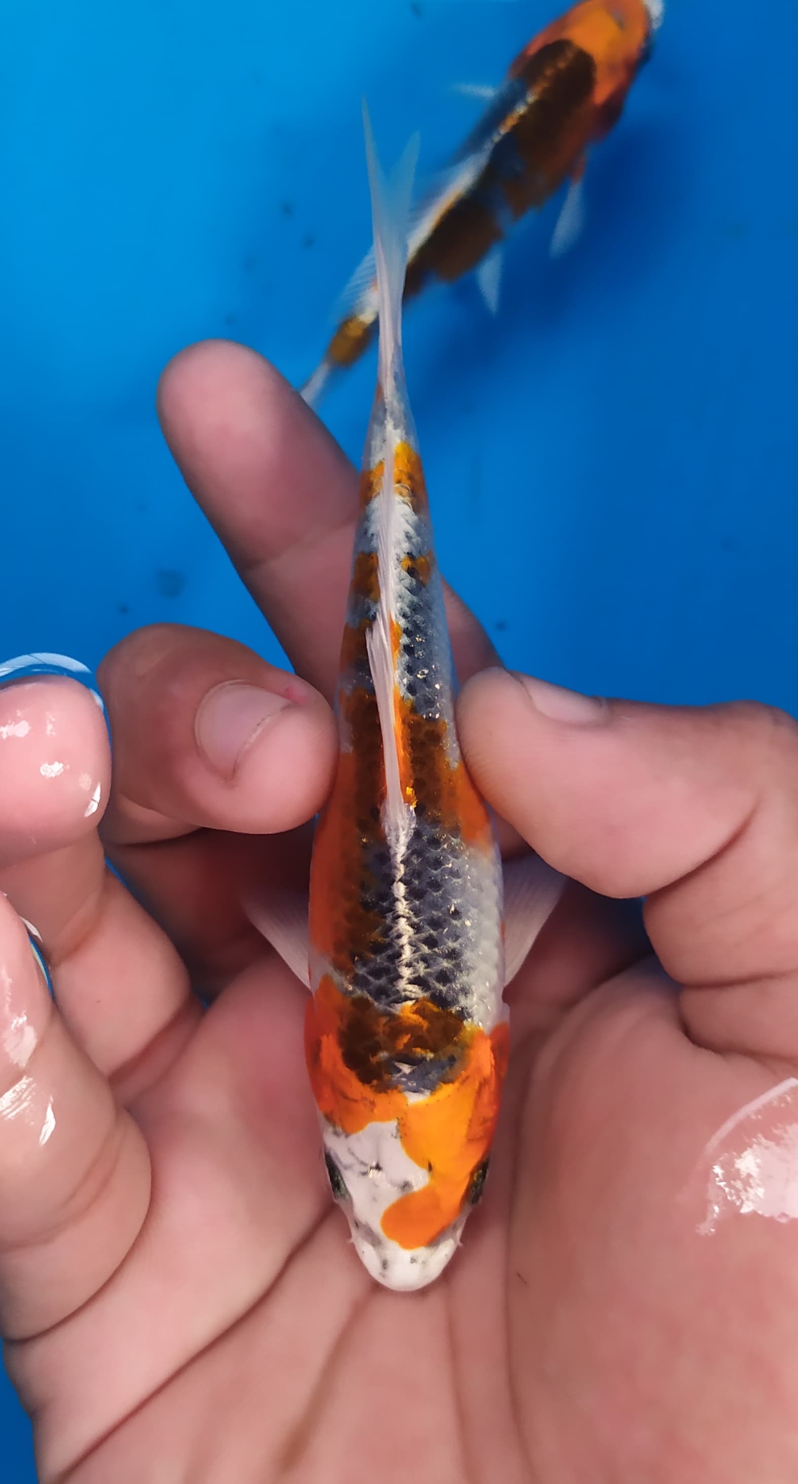 Lelang Koi Online, Jual Beli Ikan Koi, Pusat Jual Beli Koi, Info Lelang Koi Hari Ini, Platform Jual Beli Koi, Jual Beli Ikan Koi Online, Marketplace Ikan Koi, Jual Koi Terbaik, Tempat Beli Koi Berkualitas, Pasar Ikan Koi Online Terpercaya, Penjual Ikan Koi Terpercaya, Beli Koi Hias Online, Ikan Koi untuk Dijual, Koi Kualitas Terbaik, Toko Online Ikan Koi, Koi Hias Untuk Dijual, Jual Beli Ikan Koi Lokal, Koi Indonesia Online, Pusat Jual Beli Koi Terbesar