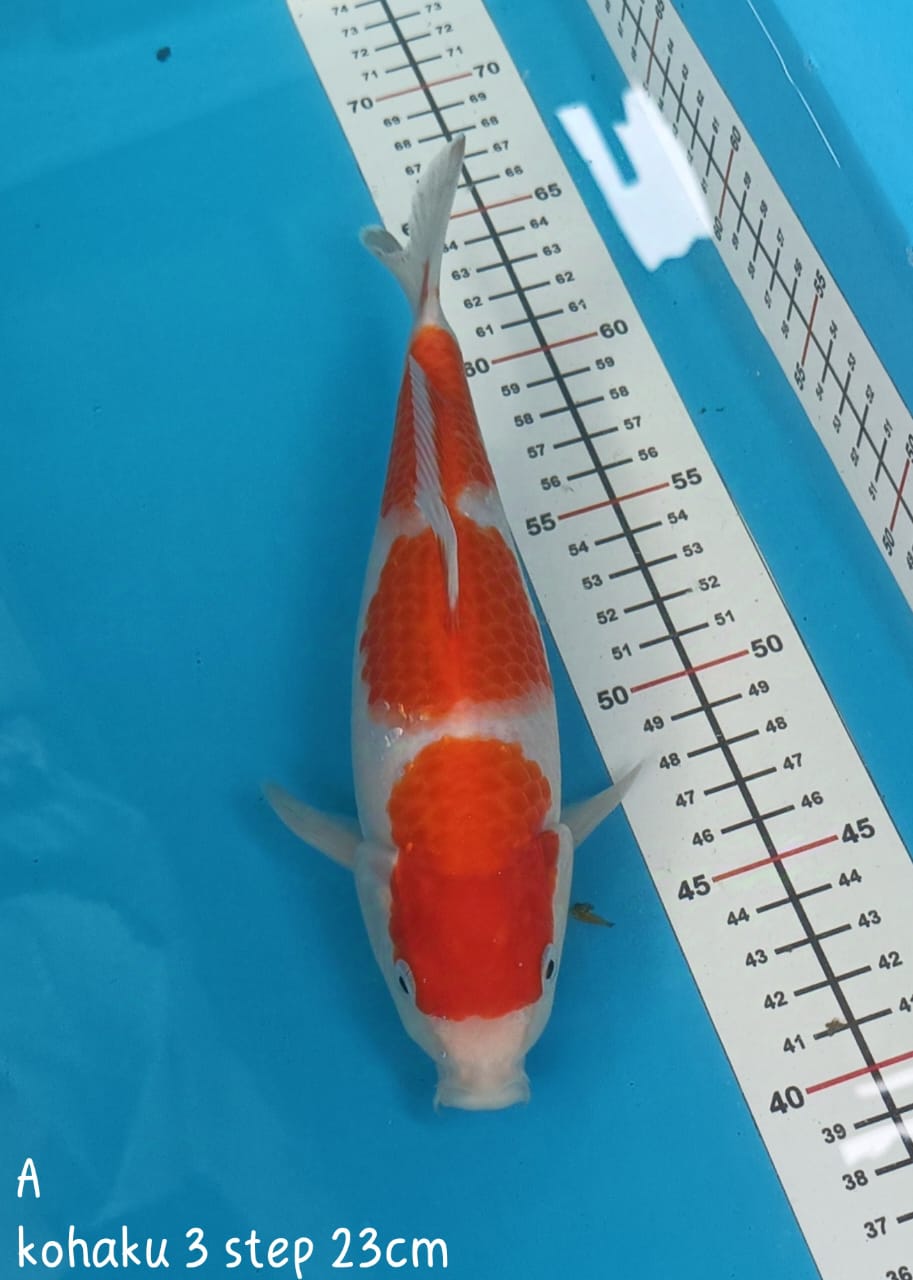 Lelang Koi Online, Jual Beli Ikan Koi, Pusat Jual Beli Koi, Info Lelang Koi Hari Ini, Platform Jual Beli Koi, Jual Beli Ikan Koi Online, Marketplace Ikan Koi, Jual Koi Terbaik, Tempat Beli Koi Berkualitas, Pasar Ikan Koi Online Terpercaya, Penjual Ikan Koi Terpercaya, Beli Koi Hias Online, Ikan Koi untuk Dijual, Koi Kualitas Terbaik, Toko Online Ikan Koi, Koi Hias Untuk Dijual, Jual Beli Ikan Koi Lokal, Koi Indonesia Online, Pusat Jual Beli Koi Terbesar