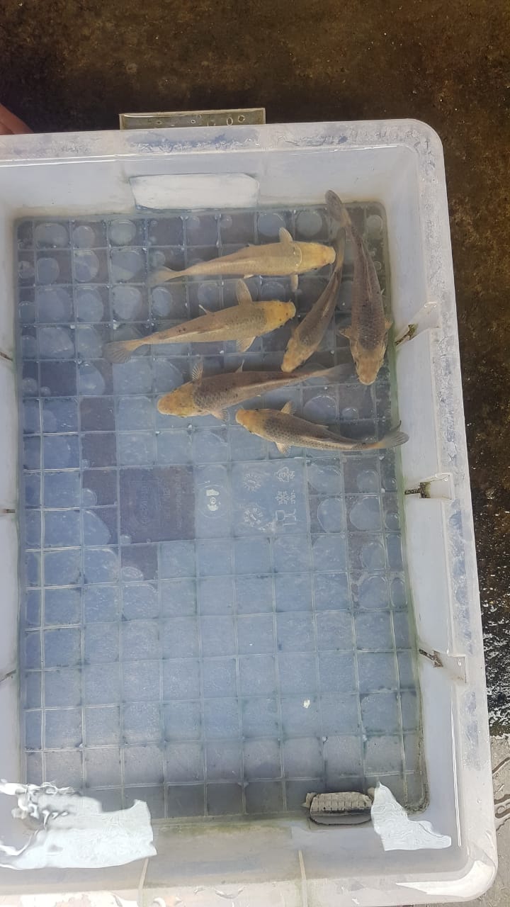 Lelang Koi Online, Jual Beli Ikan Koi, Pusat Jual Beli Koi, Info Lelang Koi Hari Ini, Platform Jual Beli Koi, Jual Beli Ikan Koi Online, Marketplace Ikan Koi, Jual Koi Terbaik, Tempat Beli Koi Berkualitas, Pasar Ikan Koi Online Terpercaya, Penjual Ikan Koi Terpercaya, Beli Koi Hias Online, Ikan Koi untuk Dijual, Koi Kualitas Terbaik, Toko Online Ikan Koi, Koi Hias Untuk Dijual, Jual Beli Ikan Koi Lokal, Koi Indonesia Online, Pusat Jual Beli Koi Terbesar