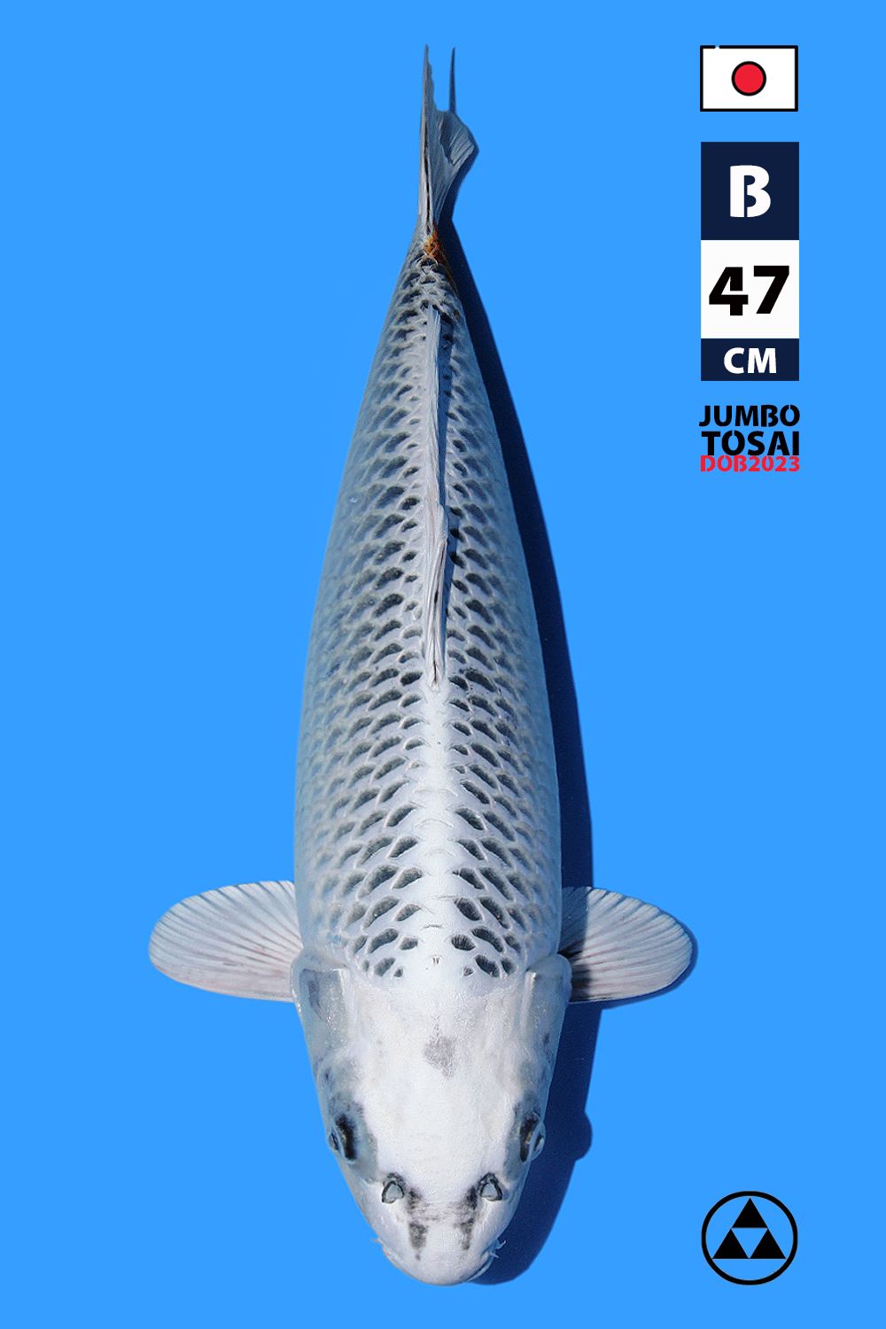 Lelang Koi Online, Jual Beli Ikan Koi, Pusat Jual Beli Koi, Info Lelang Koi Hari Ini, Platform Jual Beli Koi, Jual Beli Ikan Koi Online, Marketplace Ikan Koi, Jual Koi Terbaik, Tempat Beli Koi Berkualitas, Pasar Ikan Koi Online Terpercaya, Penjual Ikan Koi Terpercaya, Beli Koi Hias Online, Ikan Koi untuk Dijual, Koi Kualitas Terbaik, Toko Online Ikan Koi, Koi Hias Untuk Dijual, Jual Beli Ikan Koi Lokal, Koi Indonesia Online, Pusat Jual Beli Koi Terbesar