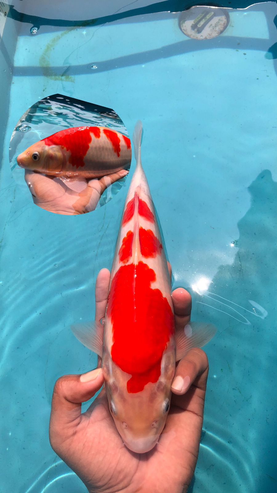 Lelang Koi Online, Jual Beli Ikan Koi, Pusat Jual Beli Koi, Info Lelang Koi Hari Ini, Platform Jual Beli Koi, Jual Beli Ikan Koi Online, Marketplace Ikan Koi, Jual Koi Terbaik, Tempat Beli Koi Berkualitas, Pasar Ikan Koi Online Terpercaya, Penjual Ikan Koi Terpercaya, Beli Koi Hias Online, Ikan Koi untuk Dijual, Koi Kualitas Terbaik, Toko Online Ikan Koi, Koi Hias Untuk Dijual, Jual Beli Ikan Koi Lokal, Koi Indonesia Online, Pusat Jual Beli Koi Terbesar