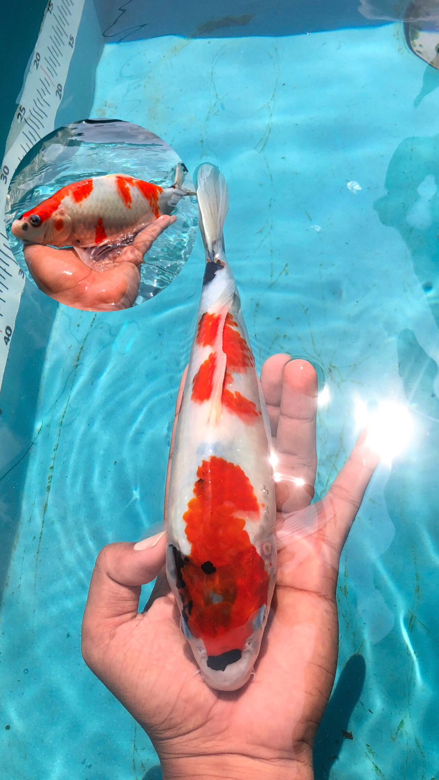 Lelang Koi Online, Jual Beli Ikan Koi, Pusat Jual Beli Koi, Info Lelang Koi Hari Ini, Platform Jual Beli Koi, Jual Beli Ikan Koi Online, Marketplace Ikan Koi, Jual Koi Terbaik, Tempat Beli Koi Berkualitas, Pasar Ikan Koi Online Terpercaya, Penjual Ikan Koi Terpercaya, Beli Koi Hias Online, Ikan Koi untuk Dijual, Koi Kualitas Terbaik, Toko Online Ikan Koi, Koi Hias Untuk Dijual, Jual Beli Ikan Koi Lokal, Koi Indonesia Online, Pusat Jual Beli Koi Terbesar