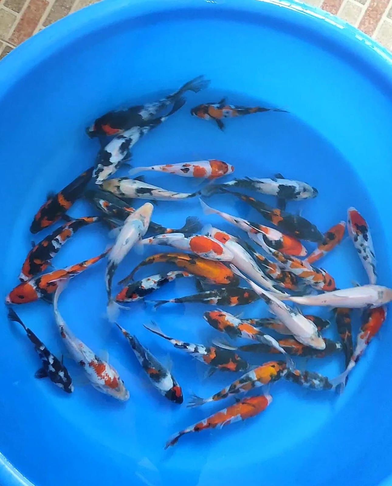 Lelang Koi Online, Jual Beli Ikan Koi, Pusat Jual Beli Koi, Info Lelang Koi Hari Ini, Platform Jual Beli Koi, Jual Beli Ikan Koi Online, Marketplace Ikan Koi, Jual Koi Terbaik, Tempat Beli Koi Berkualitas, Pasar Ikan Koi Online Terpercaya, Penjual Ikan Koi Terpercaya, Beli Koi Hias Online, Ikan Koi untuk Dijual, Koi Kualitas Terbaik, Toko Online Ikan Koi, Koi Hias Untuk Dijual, Jual Beli Ikan Koi Lokal, Koi Indonesia Online, Pusat Jual Beli Koi Terbesar