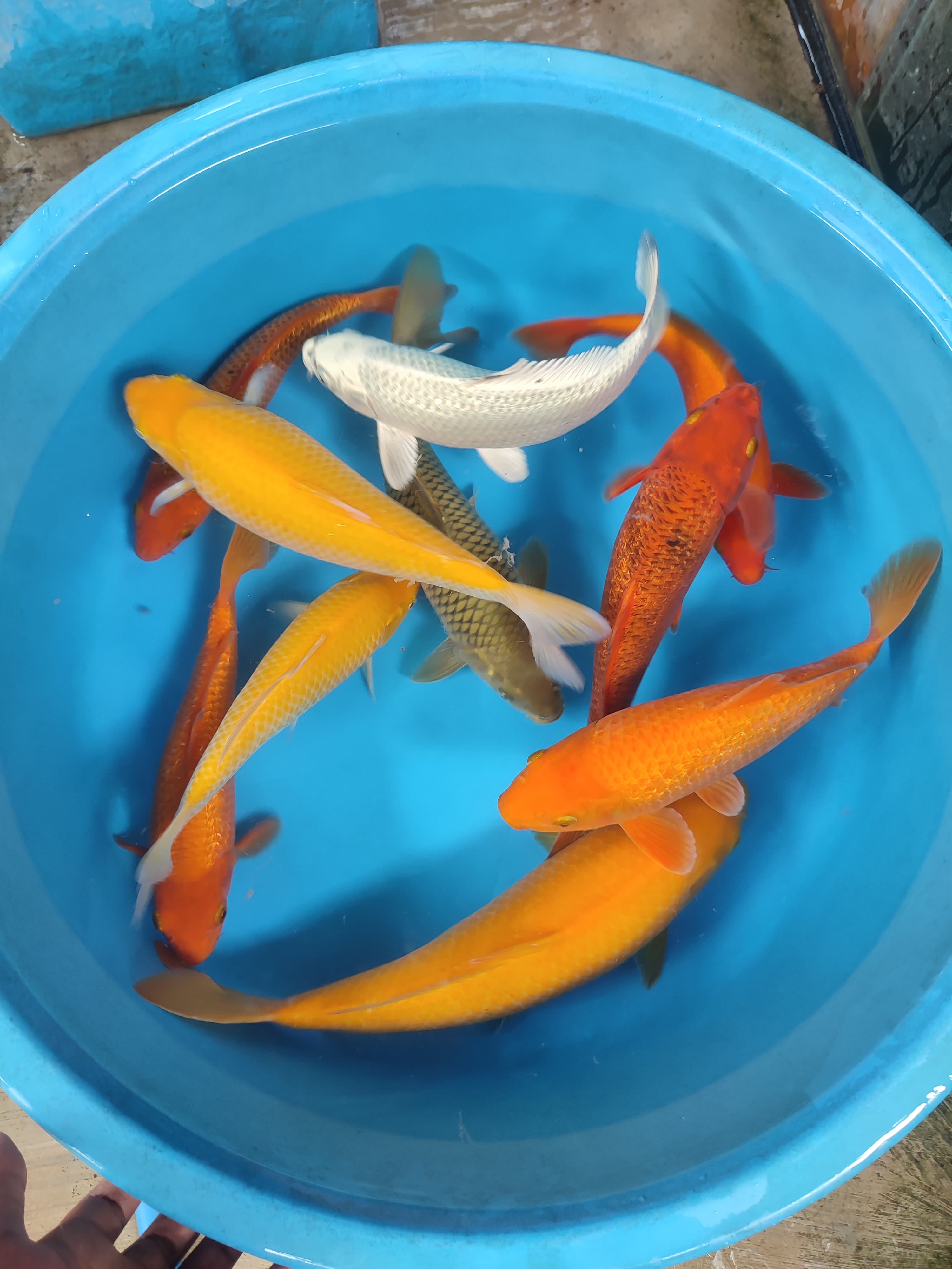 Lelang Koi Online, Jual Beli Ikan Koi, Pusat Jual Beli Koi, Info Lelang Koi Hari Ini, Platform Jual Beli Koi, Jual Beli Ikan Koi Online, Marketplace Ikan Koi, Jual Koi Terbaik, Tempat Beli Koi Berkualitas, Pasar Ikan Koi Online Terpercaya, Penjual Ikan Koi Terpercaya, Beli Koi Hias Online, Ikan Koi untuk Dijual, Koi Kualitas Terbaik, Toko Online Ikan Koi, Koi Hias Untuk Dijual, Jual Beli Ikan Koi Lokal, Koi Indonesia Online, Pusat Jual Beli Koi Terbesar