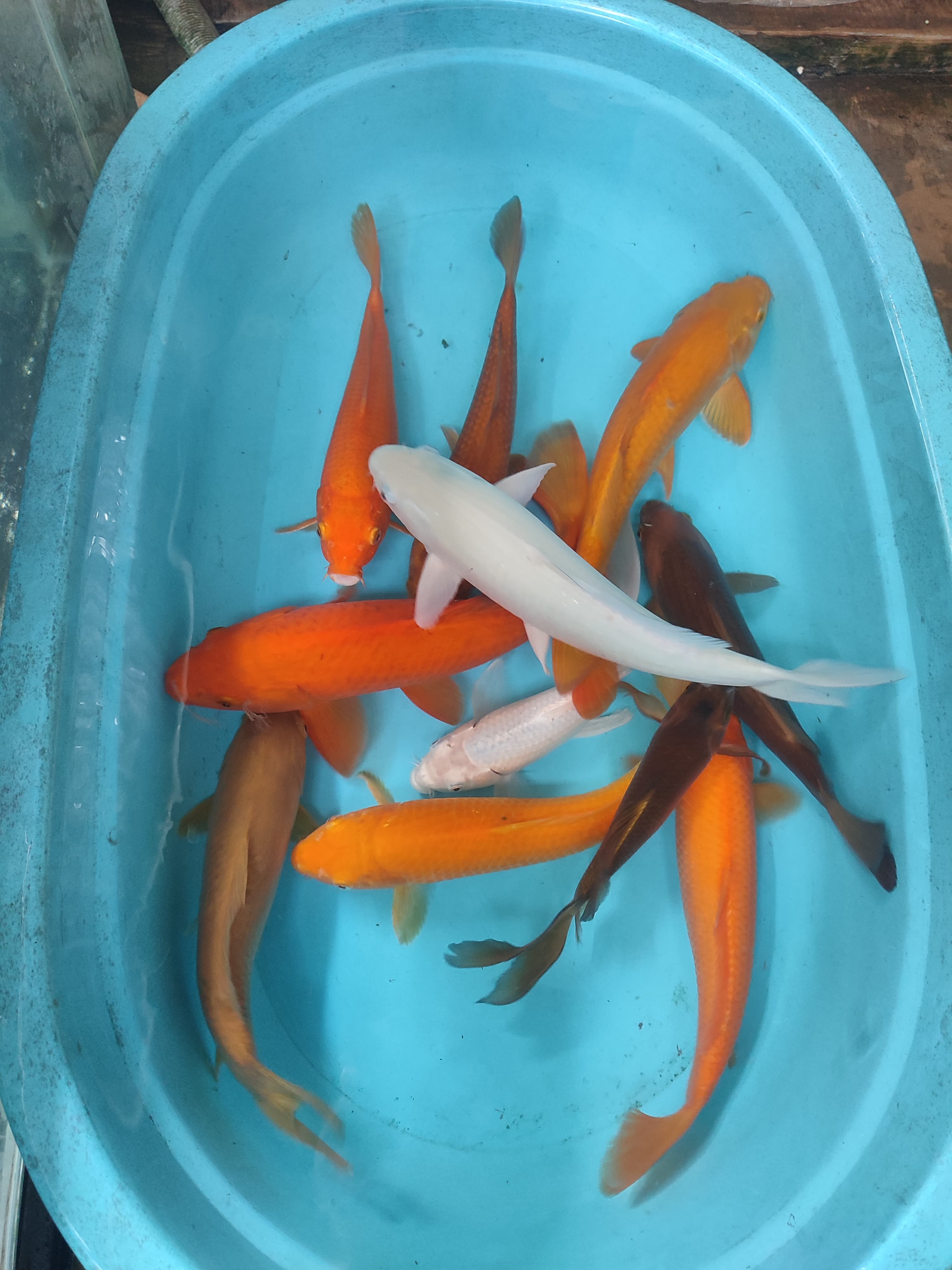 Lelang Koi Online, Jual Beli Ikan Koi, Pusat Jual Beli Koi, Info Lelang Koi Hari Ini, Platform Jual Beli Koi, Jual Beli Ikan Koi Online, Marketplace Ikan Koi, Jual Koi Terbaik, Tempat Beli Koi Berkualitas, Pasar Ikan Koi Online Terpercaya, Penjual Ikan Koi Terpercaya, Beli Koi Hias Online, Ikan Koi untuk Dijual, Koi Kualitas Terbaik, Toko Online Ikan Koi, Koi Hias Untuk Dijual, Jual Beli Ikan Koi Lokal, Koi Indonesia Online, Pusat Jual Beli Koi Terbesar