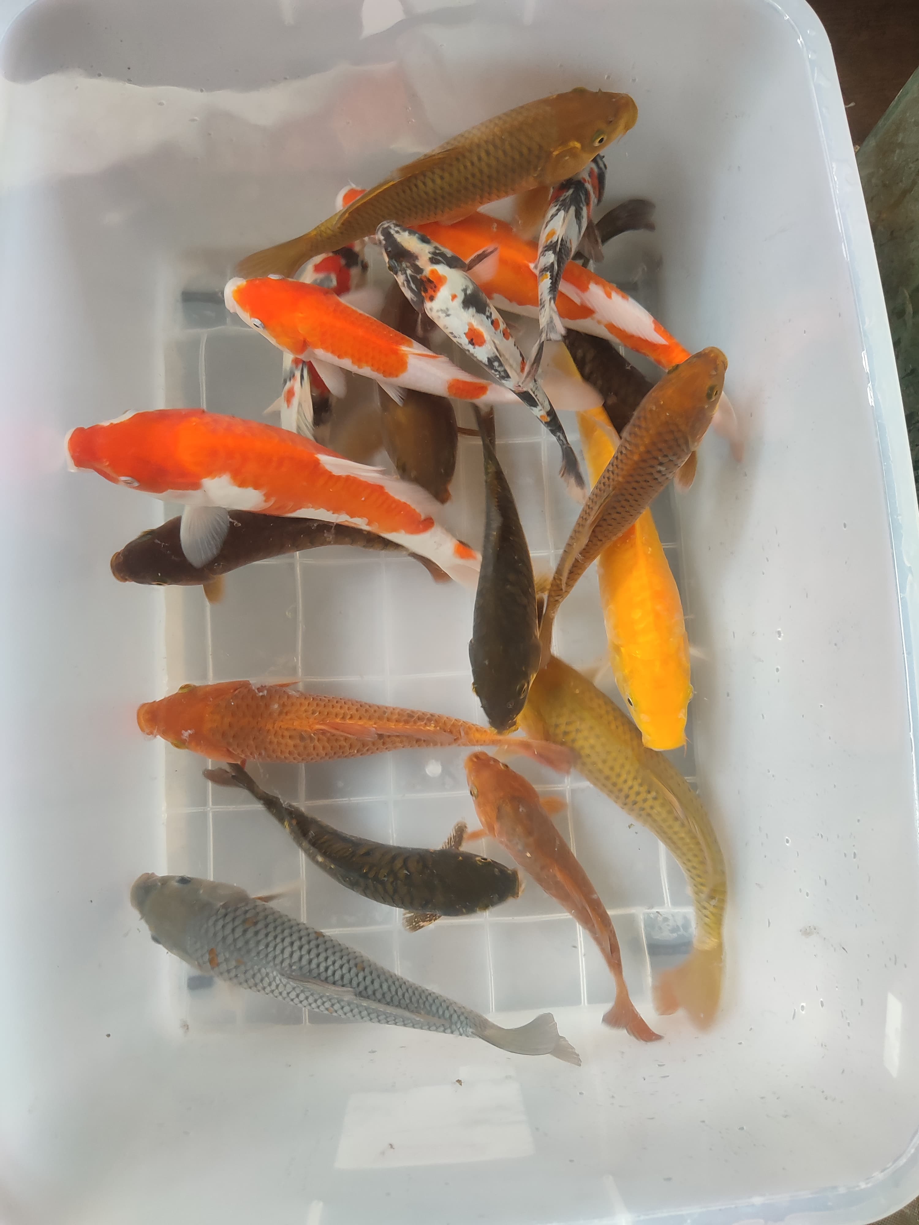 Lelang Koi Online, Jual Beli Ikan Koi, Pusat Jual Beli Koi, Info Lelang Koi Hari Ini, Platform Jual Beli Koi, Jual Beli Ikan Koi Online, Marketplace Ikan Koi, Jual Koi Terbaik, Tempat Beli Koi Berkualitas, Pasar Ikan Koi Online Terpercaya, Penjual Ikan Koi Terpercaya, Beli Koi Hias Online, Ikan Koi untuk Dijual, Koi Kualitas Terbaik, Toko Online Ikan Koi, Koi Hias Untuk Dijual, Jual Beli Ikan Koi Lokal, Koi Indonesia Online, Pusat Jual Beli Koi Terbesar