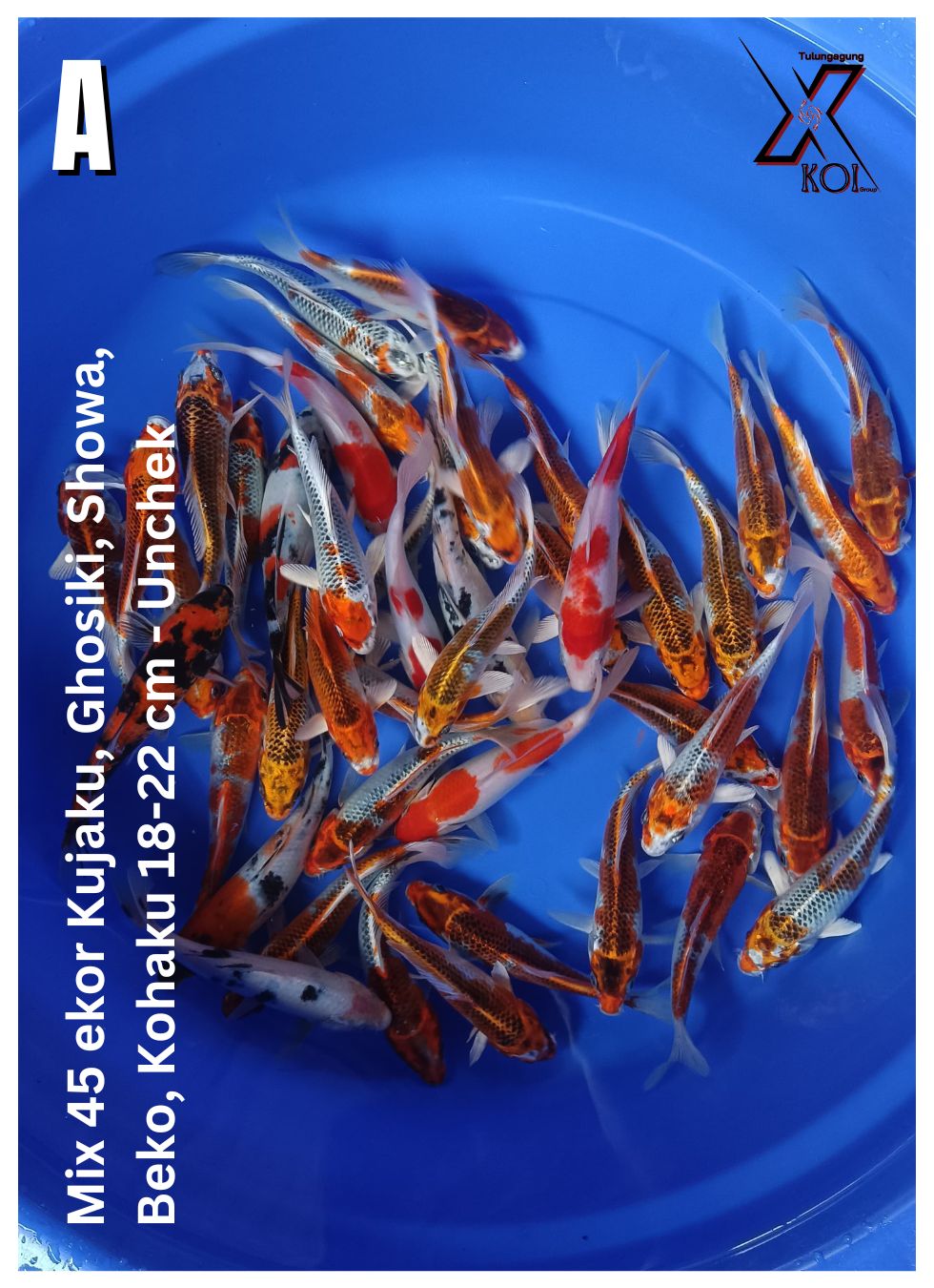 Lelang Koi Online, Jual Beli Ikan Koi, Pusat Jual Beli Koi, Info Lelang Koi Hari Ini, Platform Jual Beli Koi, Jual Beli Ikan Koi Online, Marketplace Ikan Koi, Jual Koi Terbaik, Tempat Beli Koi Berkualitas, Pasar Ikan Koi Online Terpercaya, Penjual Ikan Koi Terpercaya, Beli Koi Hias Online, Ikan Koi untuk Dijual, Koi Kualitas Terbaik, Toko Online Ikan Koi, Koi Hias Untuk Dijual, Jual Beli Ikan Koi Lokal, Koi Indonesia Online, Pusat Jual Beli Koi Terbesar