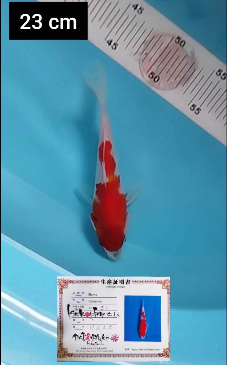 Lelang Koi Online, Jual Beli Ikan Koi, Pusat Jual Beli Koi, Info Lelang Koi Hari Ini, Platform Jual Beli Koi, Jual Beli Ikan Koi Online, Marketplace Ikan Koi, Jual Koi Terbaik, Tempat Beli Koi Berkualitas, Pasar Ikan Koi Online Terpercaya, Penjual Ikan Koi Terpercaya, Beli Koi Hias Online, Ikan Koi untuk Dijual, Koi Kualitas Terbaik, Toko Online Ikan Koi, Koi Hias Untuk Dijual, Jual Beli Ikan Koi Lokal, Koi Indonesia Online, Pusat Jual Beli Koi Terbesar